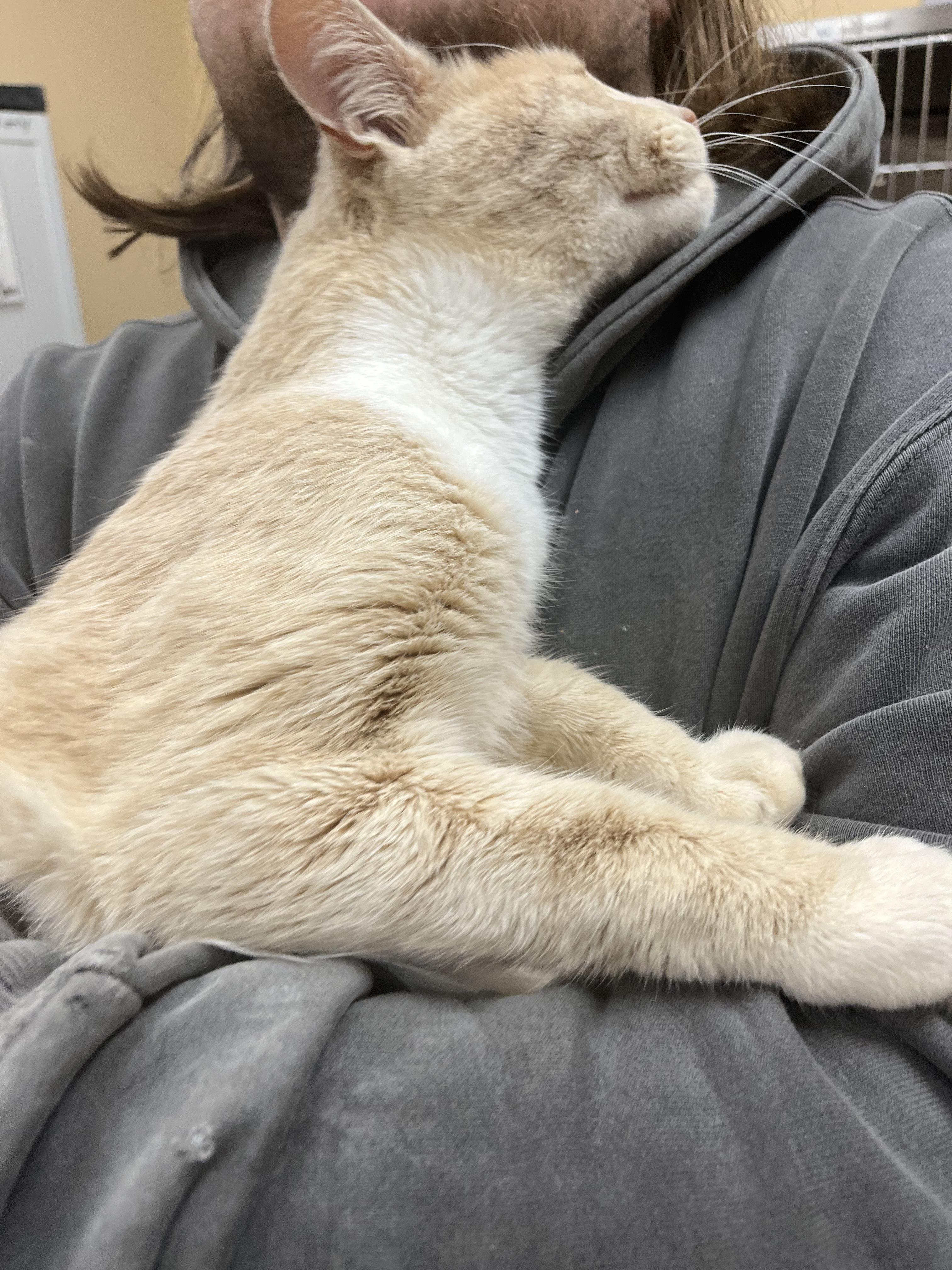 Monocyte, Adoptable, Adult Male Domestic Short Hair.