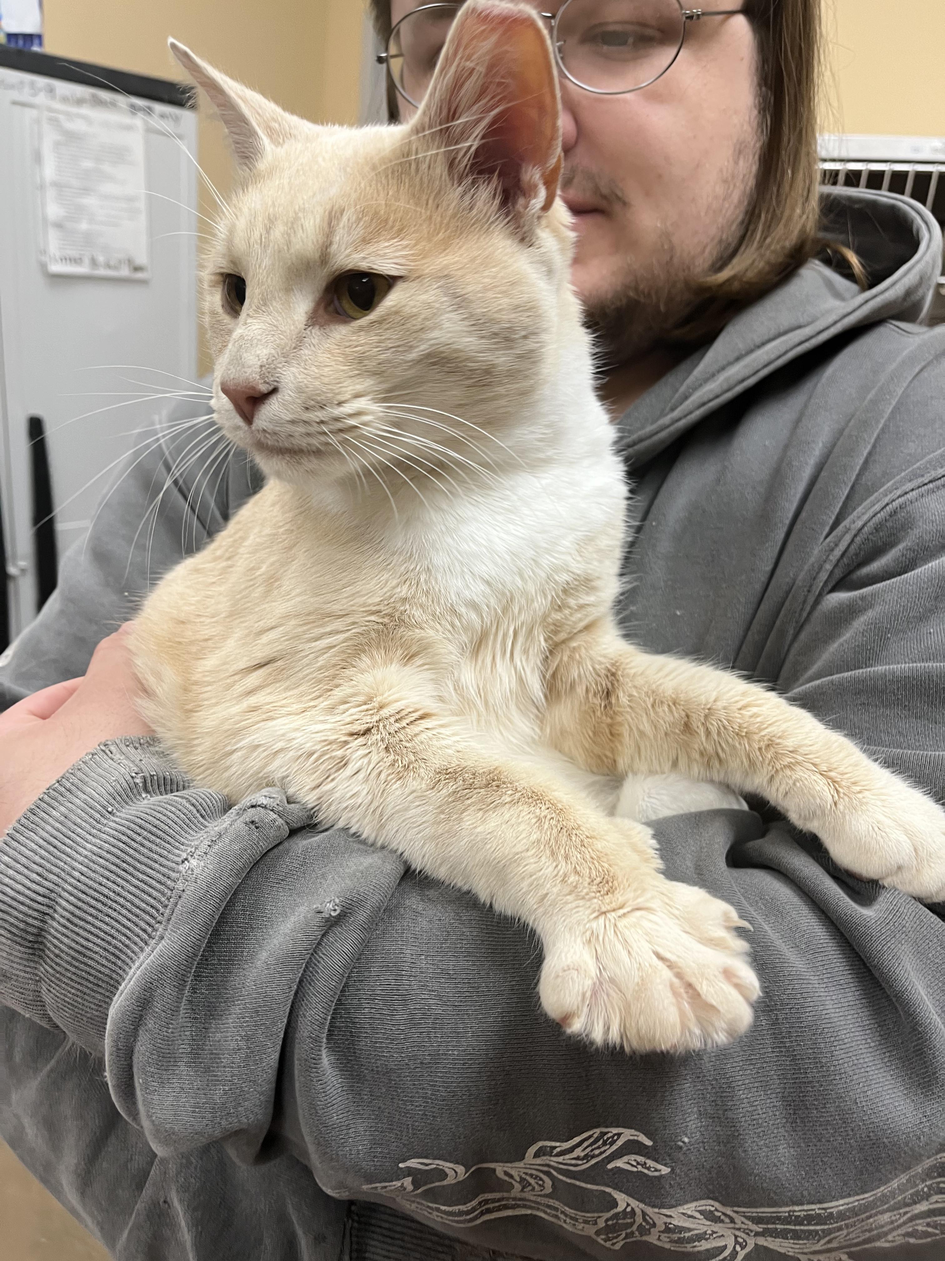 Enlarge Monocyte, an adopted mixed breed in South Euclid, OH image 2/5