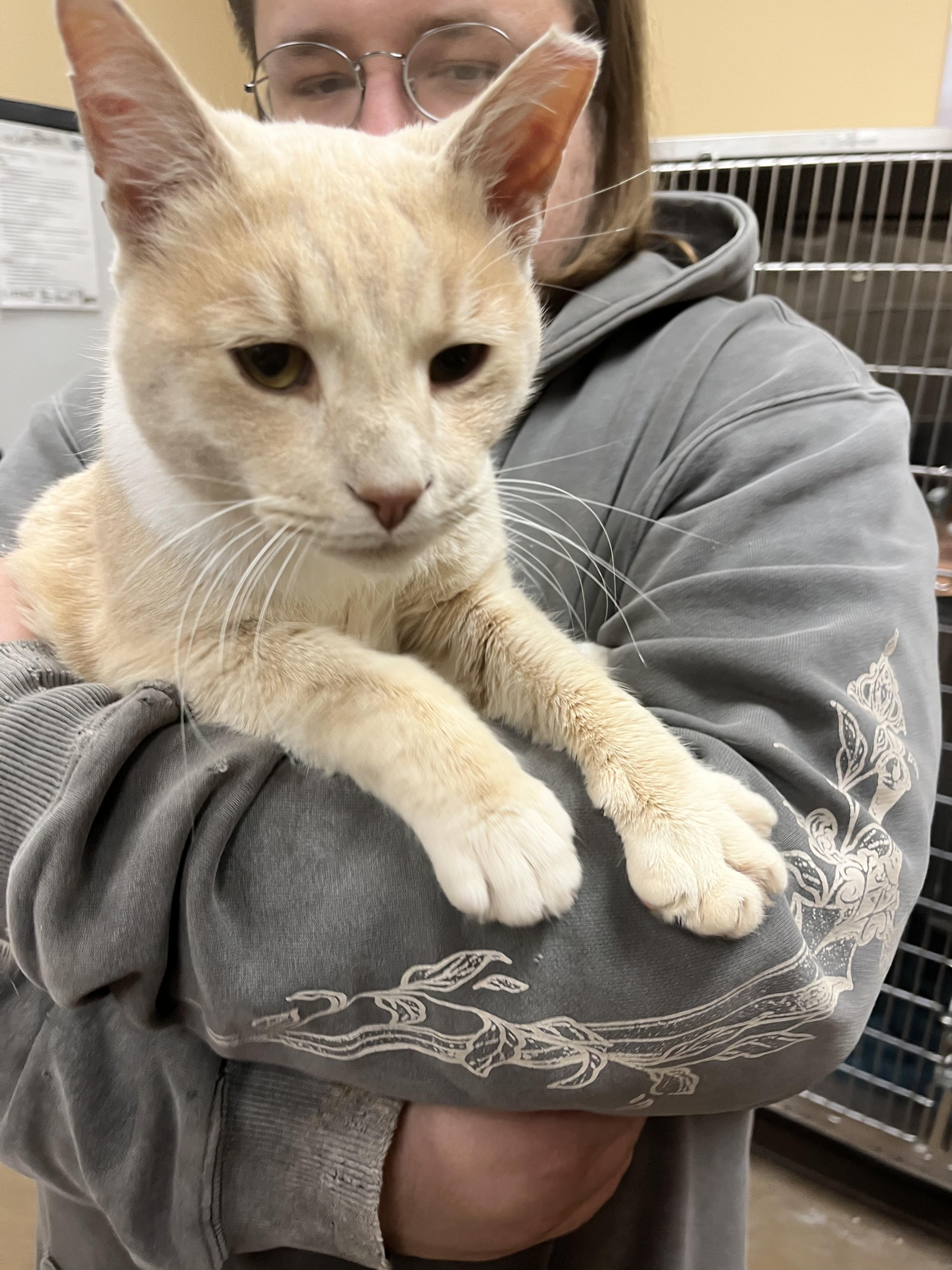 Enlarge Monocyte, an adopted mixed breed in South Euclid, OH image 3/5