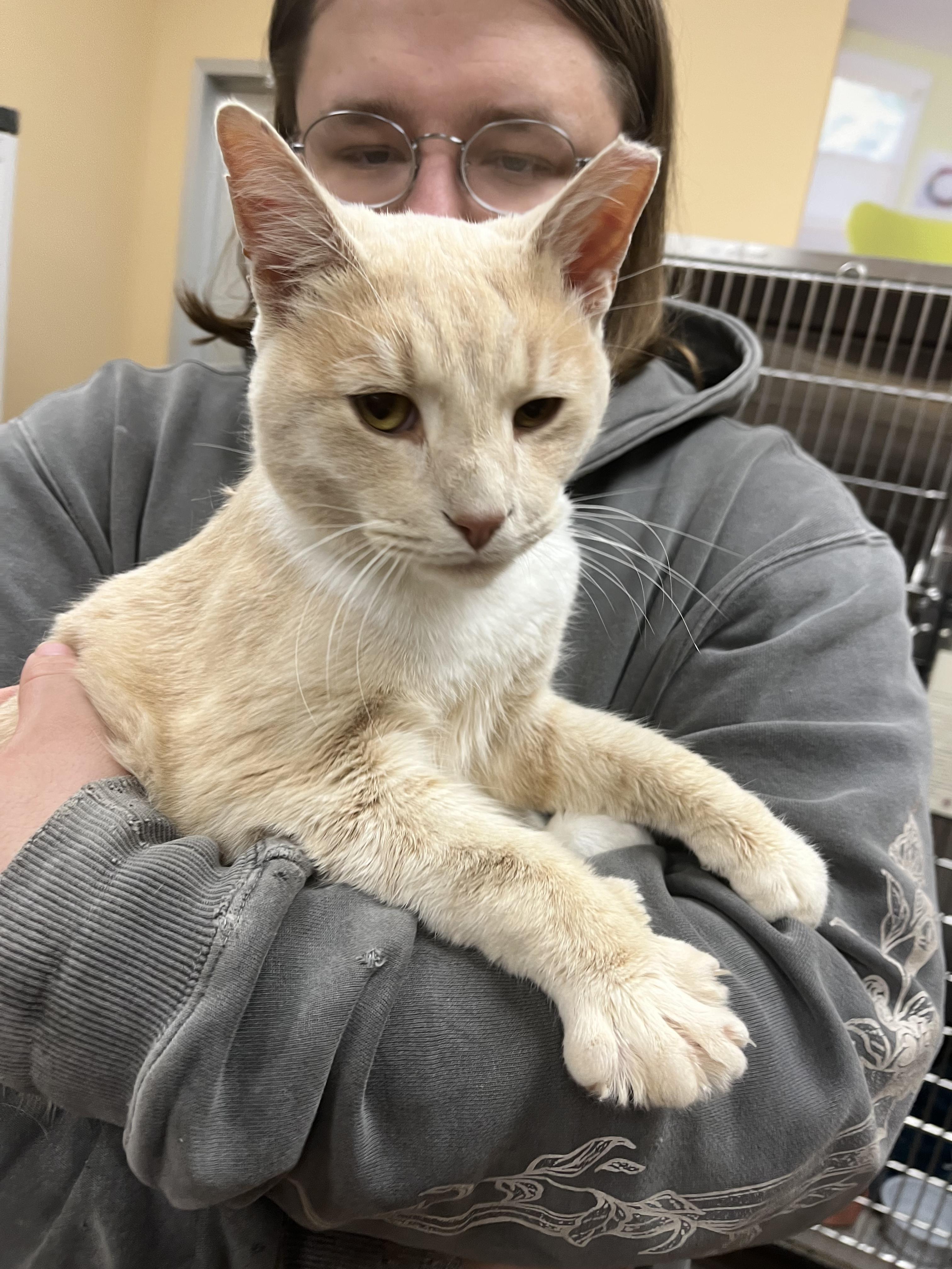 Enlarge Monocyte, an adopted mixed breed in South Euclid, OH image 4/5