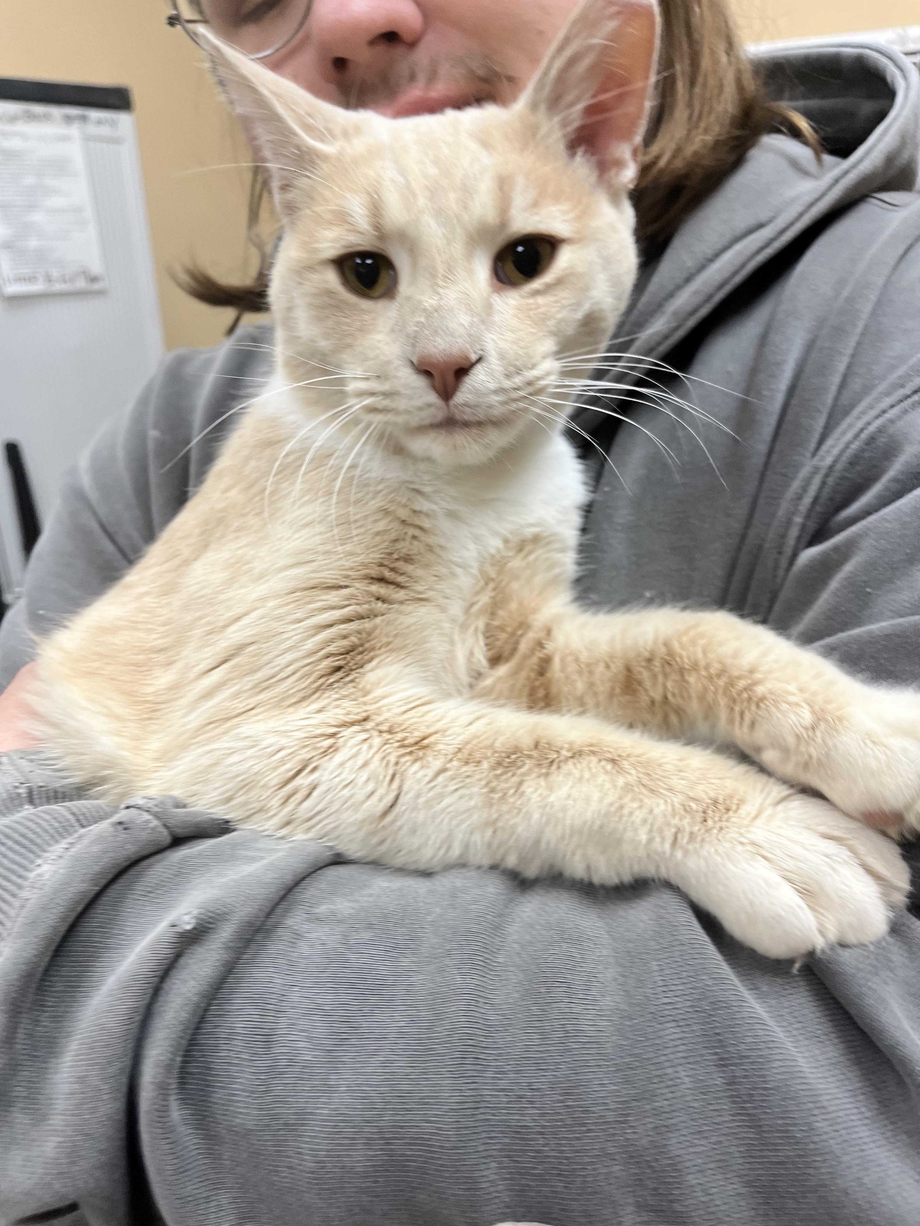 Enlarge Monocyte, an adopted mixed breed in South Euclid, OH image 5/5