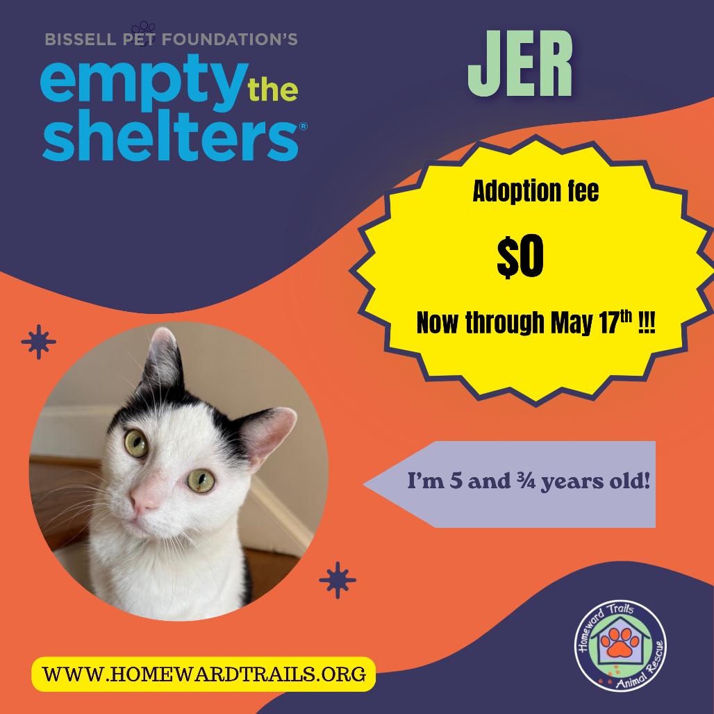 Enlarge Jer, a Adoptable Domestic Short Hair in Fairfax Station, VA image 1/6