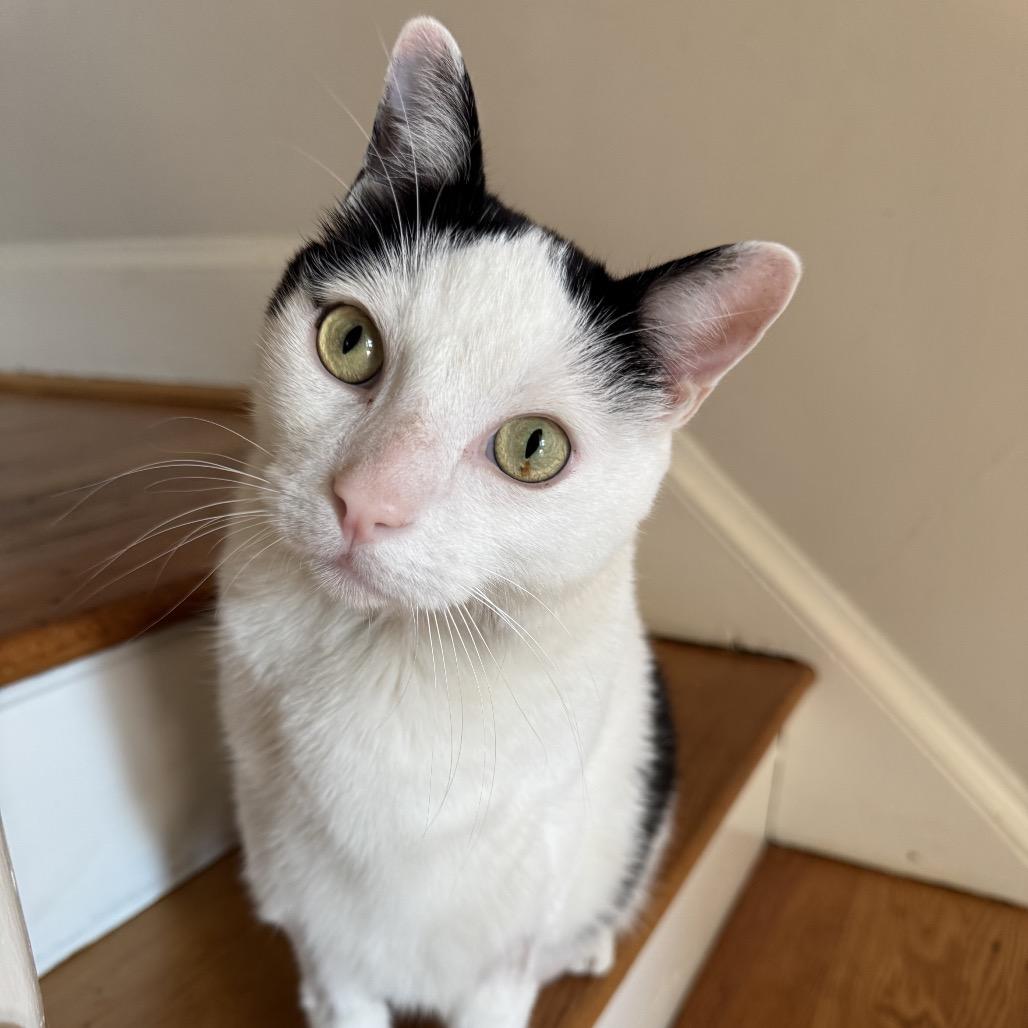 Enlarge Jer, a Adoptable Domestic Short Hair in Fairfax Station, VA image 1/6