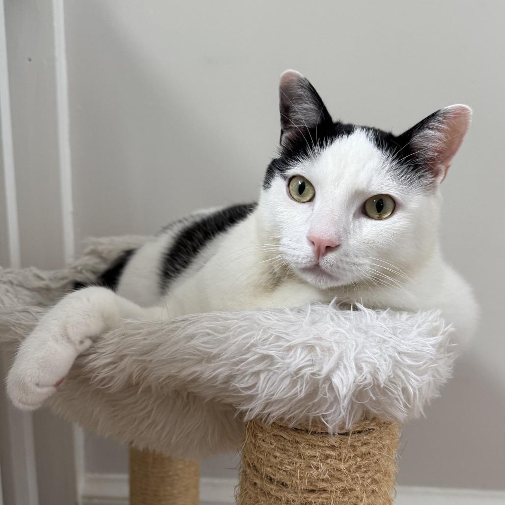 Enlarge Jer, a Adoptable Domestic Short Hair in Fairfax Station, VA image 2/6