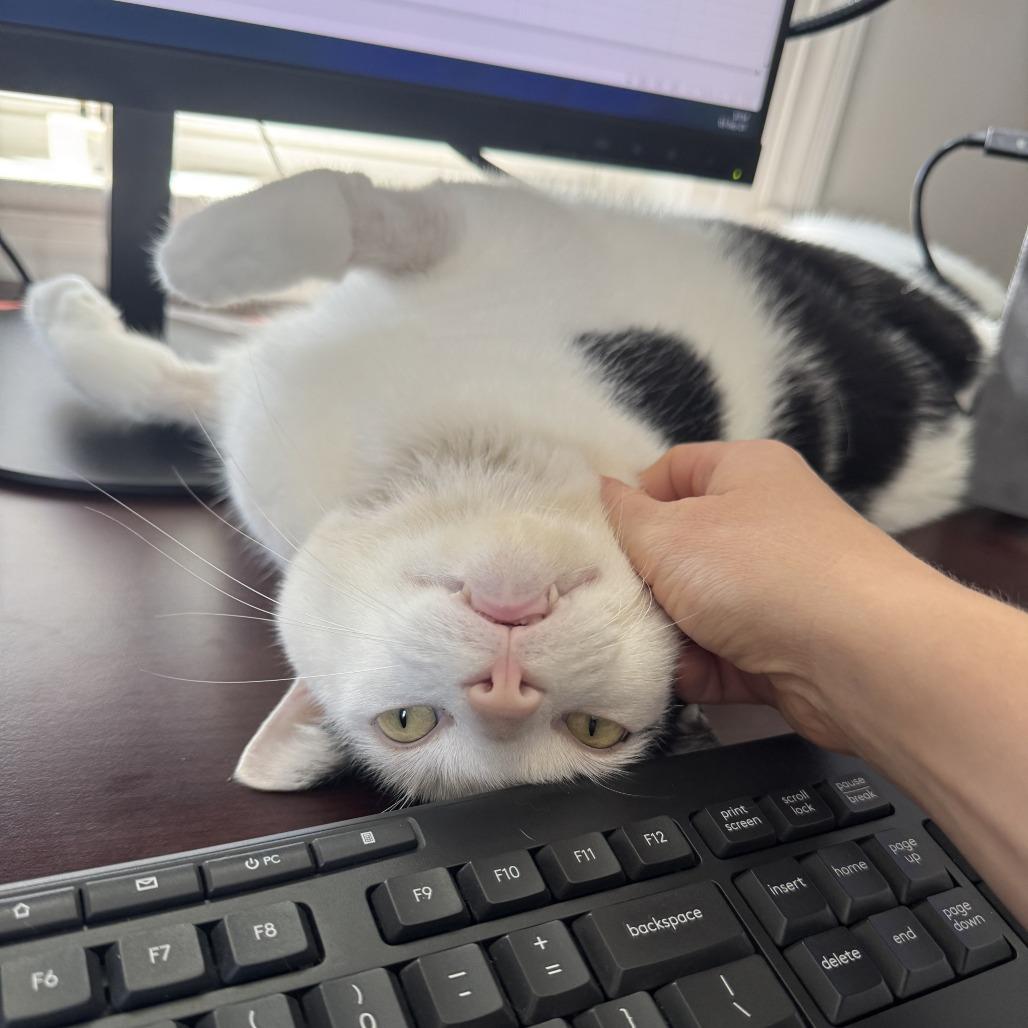 Enlarge Jer, a Adoptable Domestic Short Hair in Fairfax Station, VA image 3/6