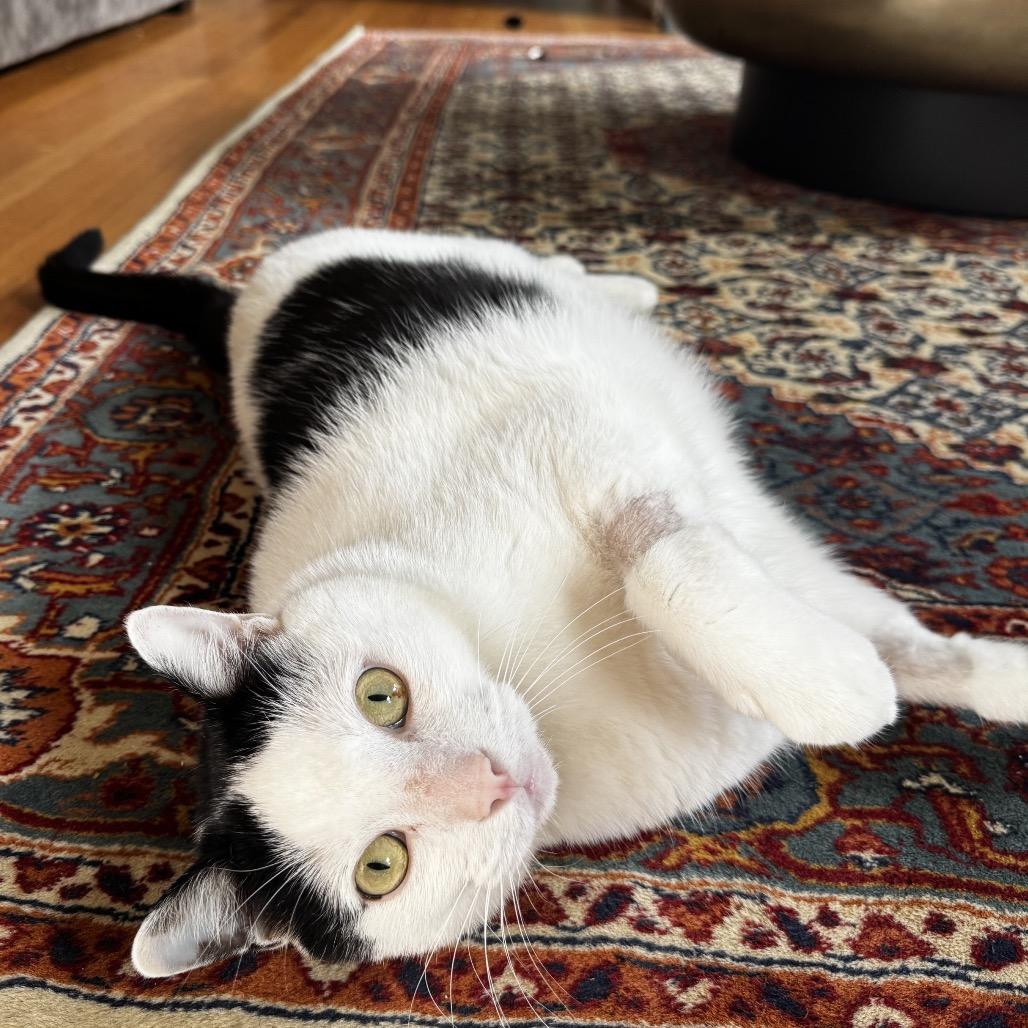 Enlarge Jer, a Adoptable Domestic Short Hair in Fairfax Station, VA image 6/6