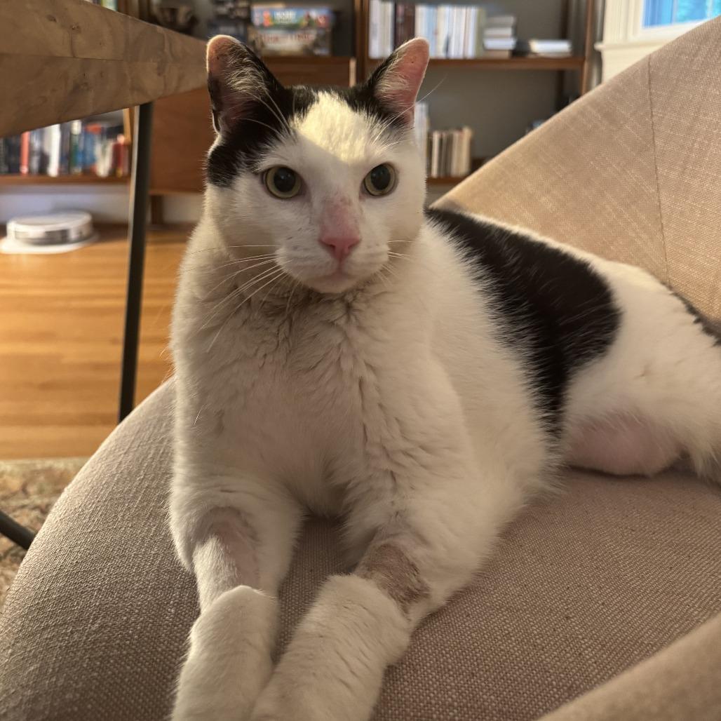 Jer, a Adoptable Domestic Short Hair in Fairfax Station, VA image 6/6