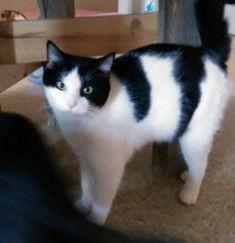 Bettis, Adoptable, Young Male Domestic Short Hair.