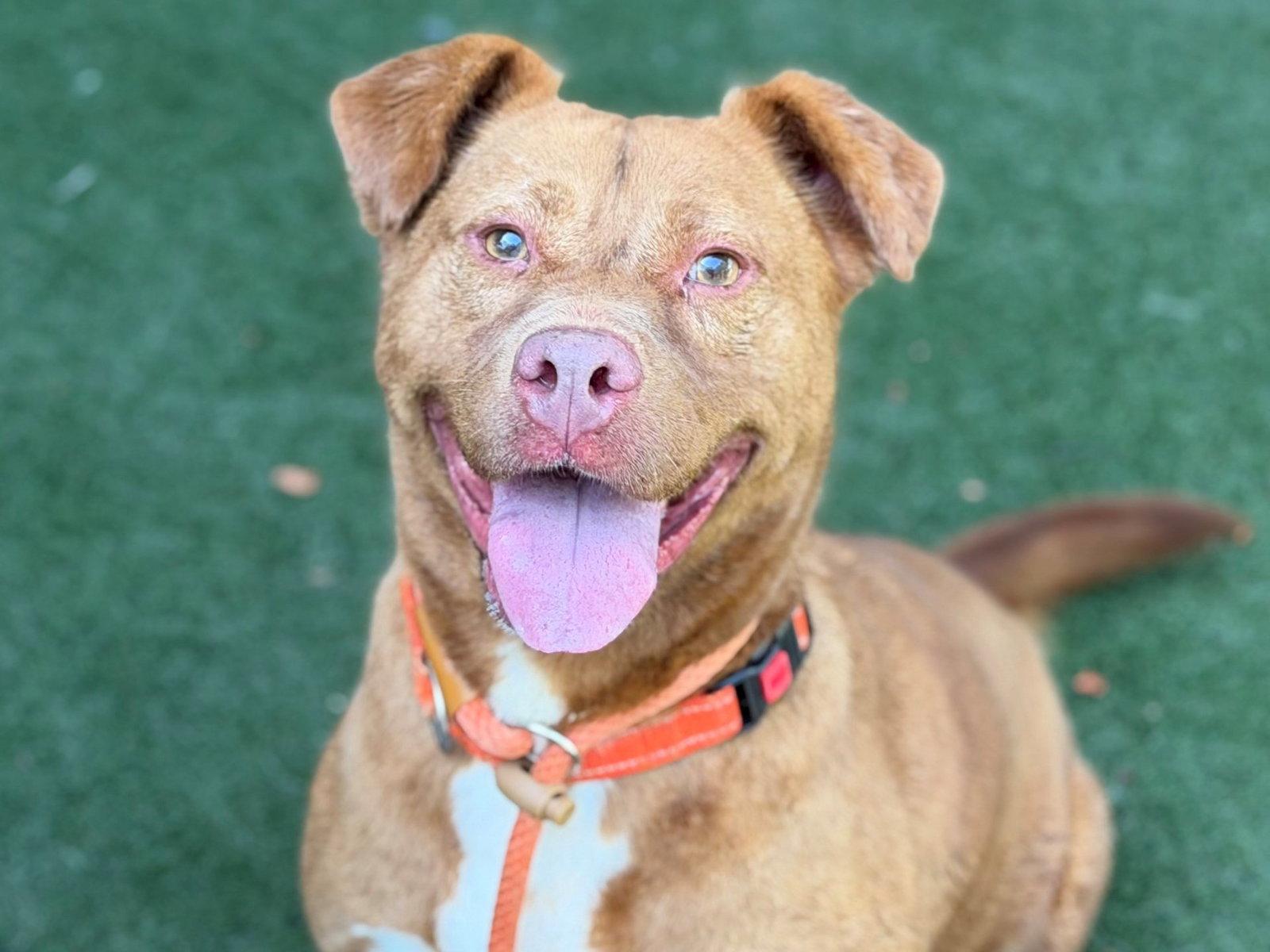 Enlarge Stevie, a Adoptable Pit Bull Terrier in San Diego, CA image 1/1