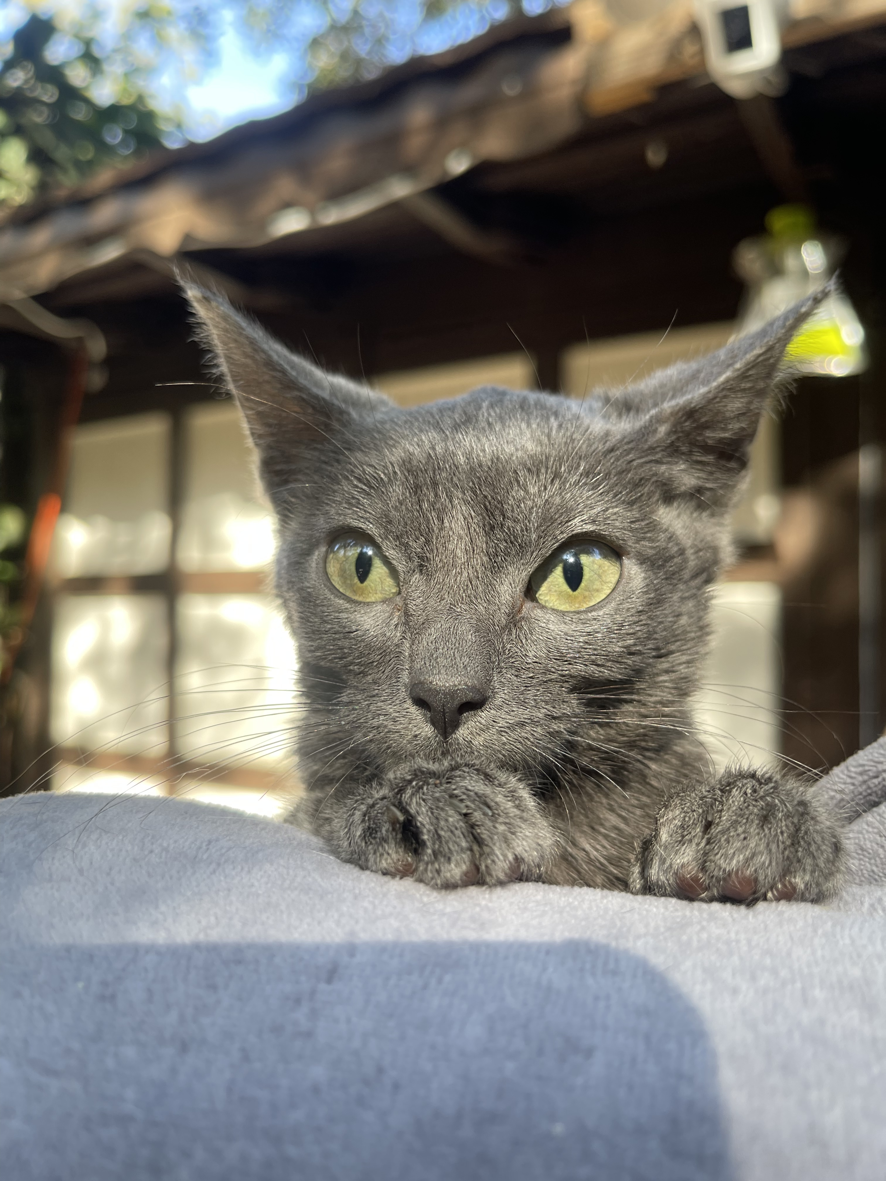 Taylor, a Adoptable mixed breed in Los Angeles, CA image 1/9