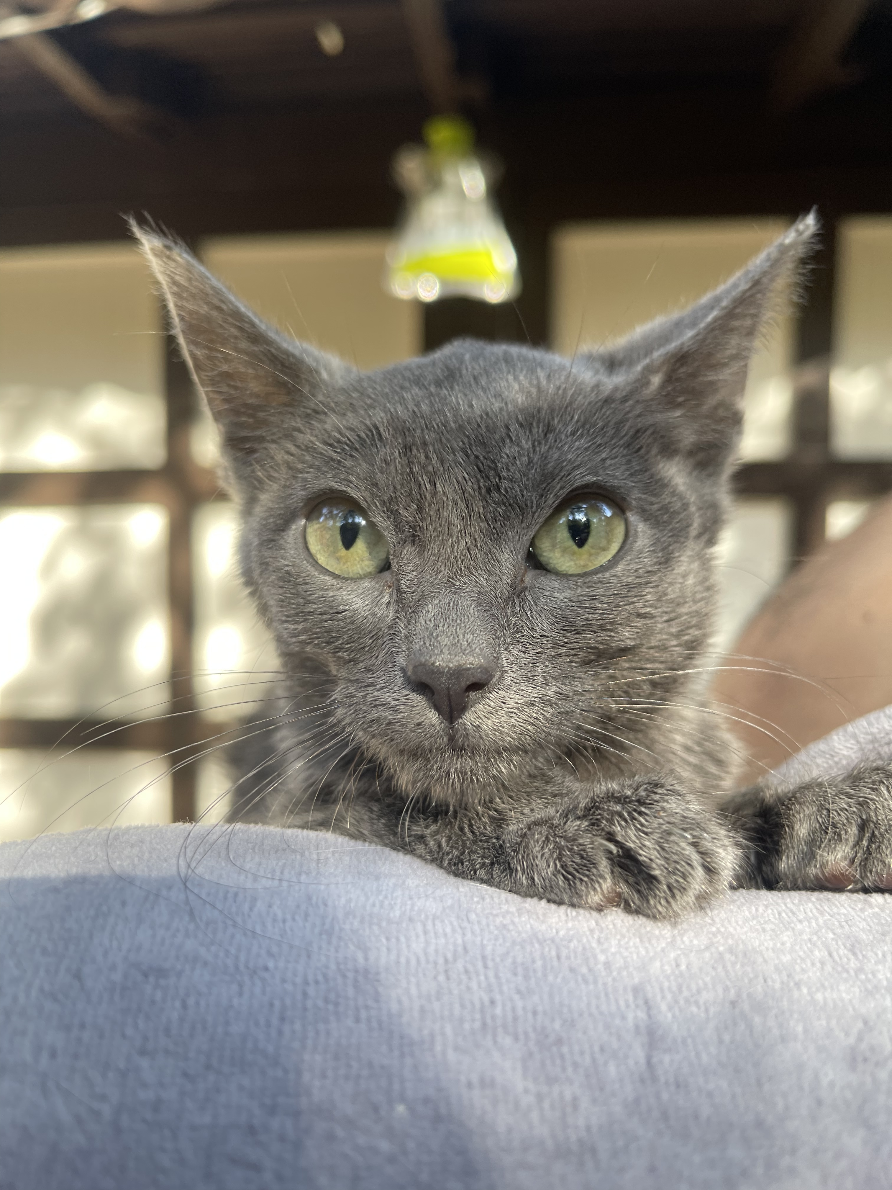 Taylor, a Adoptable mixed breed in Los Angeles, CA image 2/9