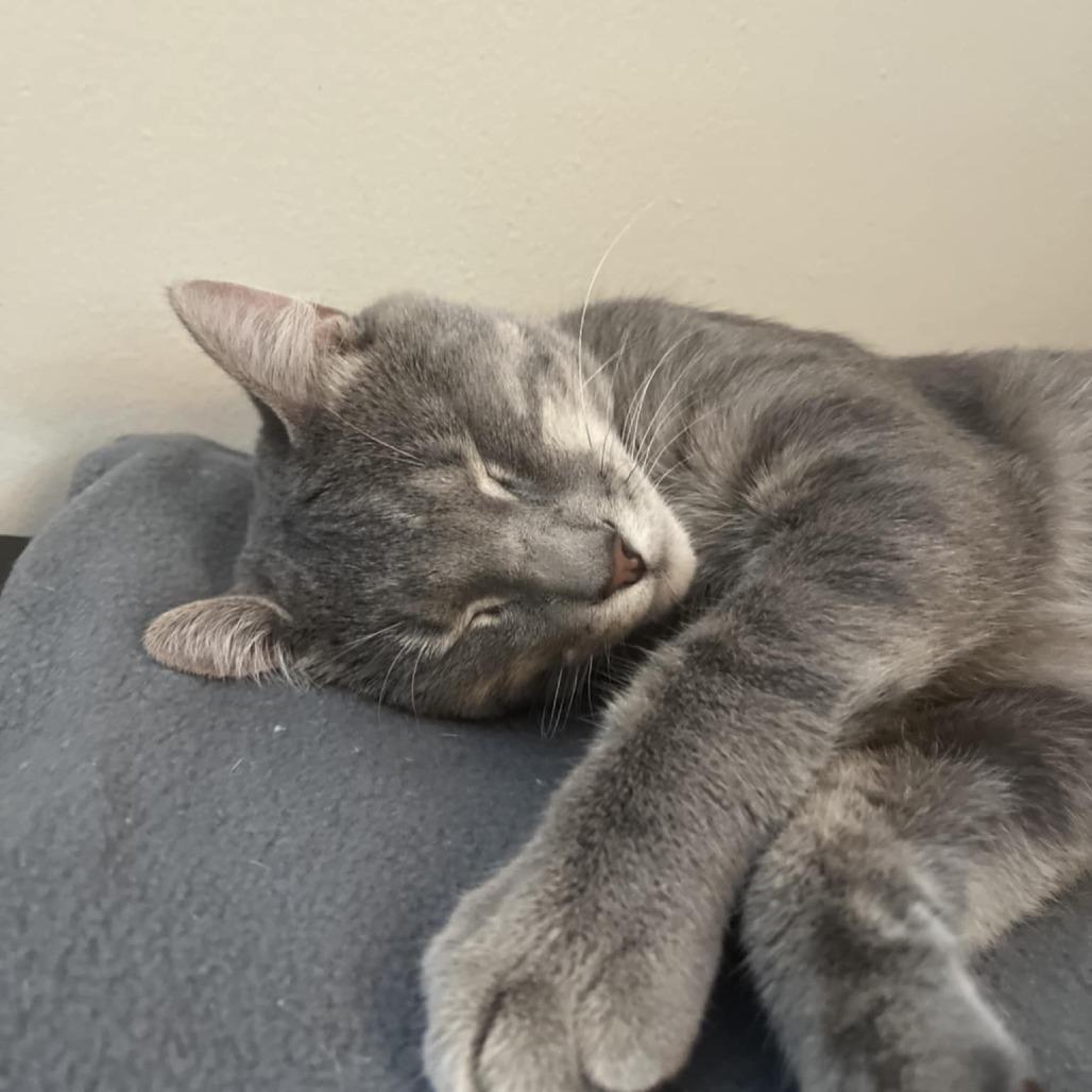 Ramen, Adoptable, Young Male Domestic Short Hair.