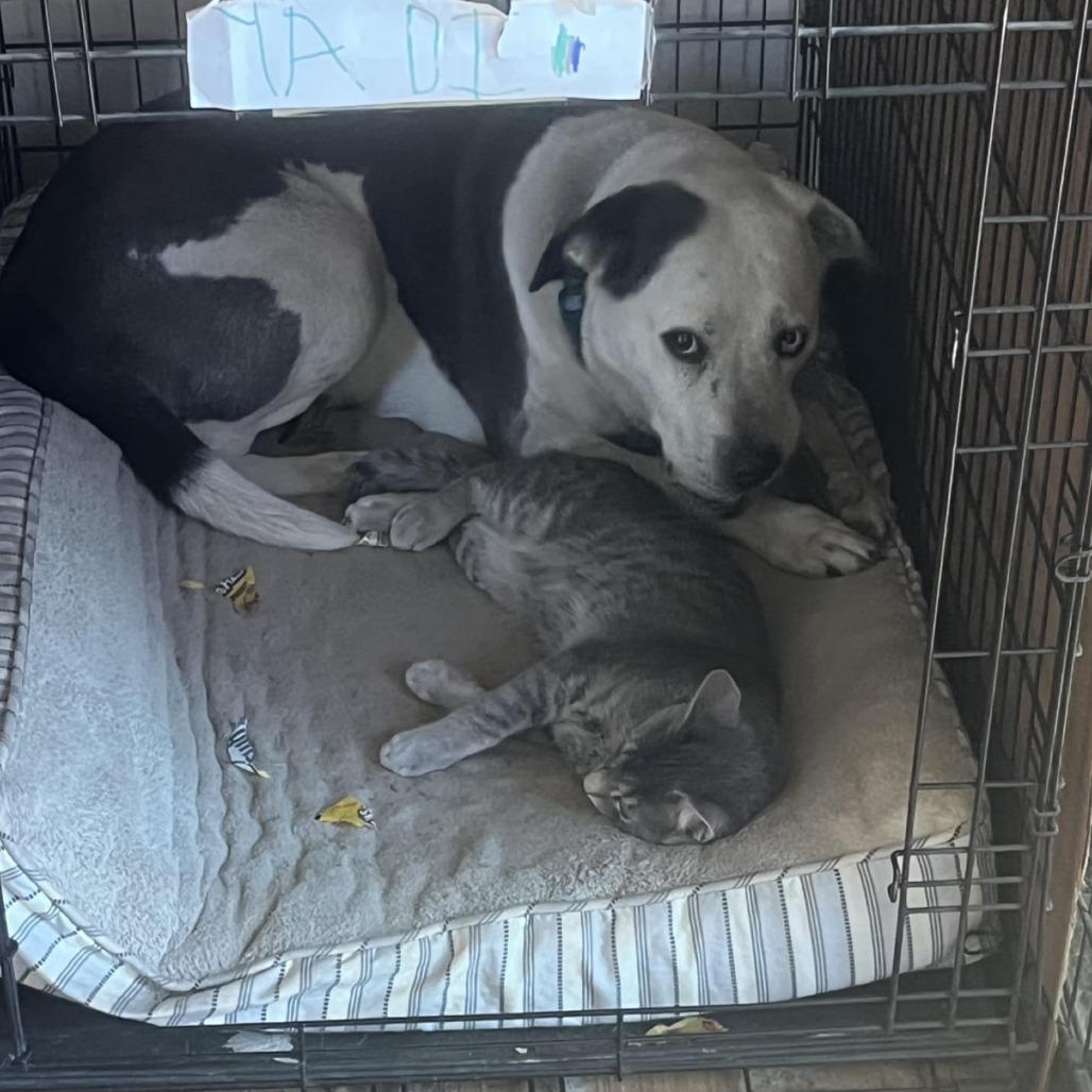 Ramen, Adoptable, Young Male Domestic Short Hair.