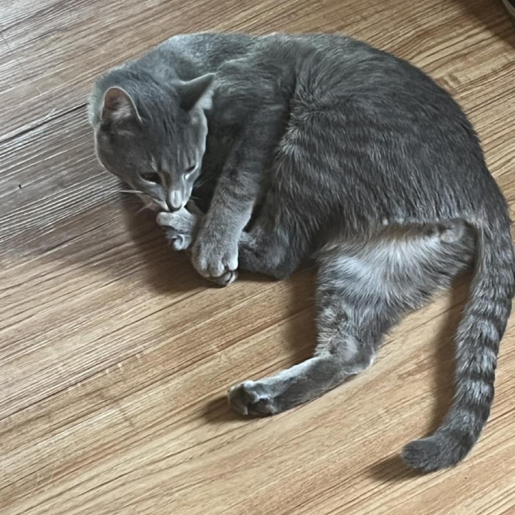 Enlarge Ramen, a Adoptable Domestic Short Hair in Danville, IL image 2/6