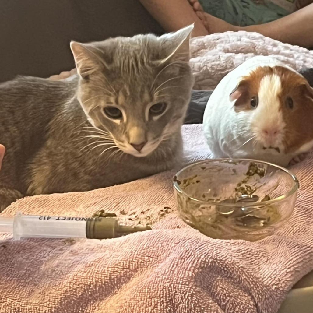 Enlarge Ramen, a Adoptable Domestic Short Hair in Danville, IL image 3/6