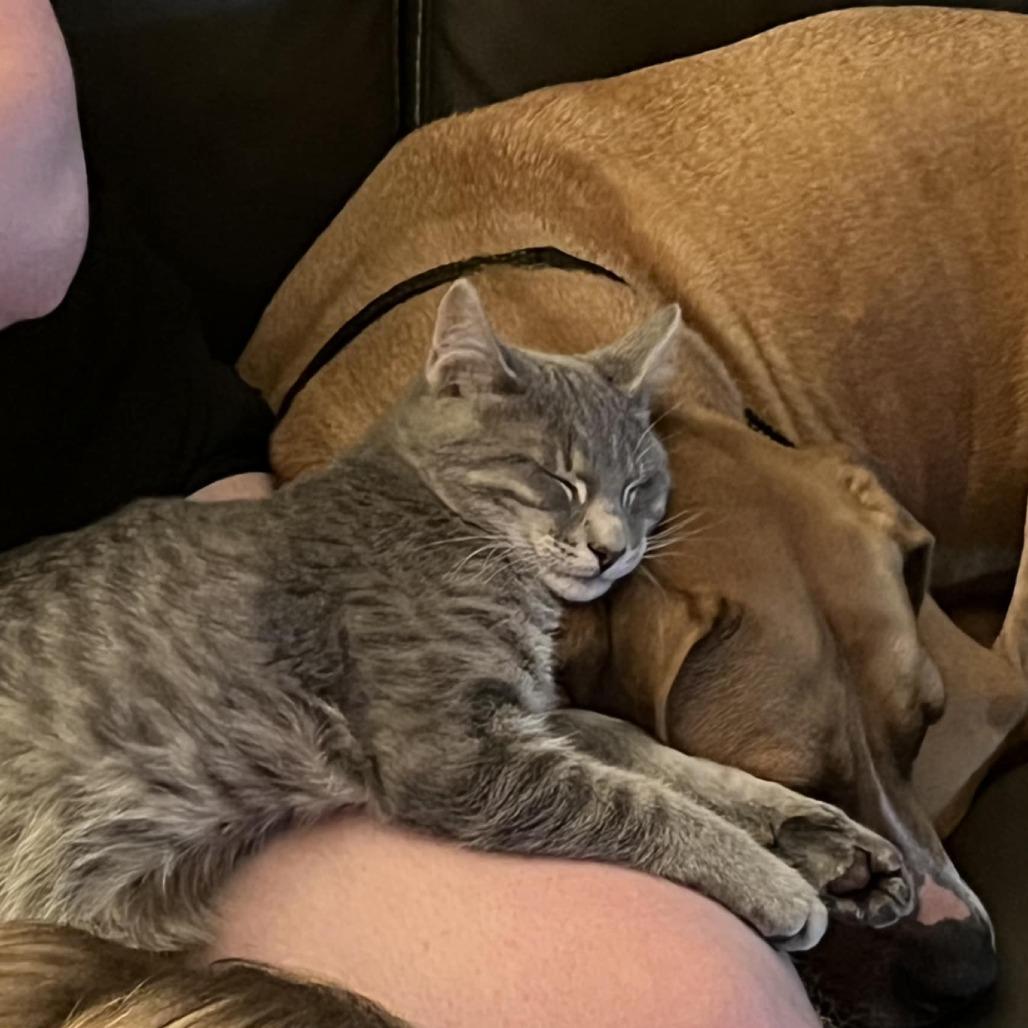 Enlarge Ramen, a Adoptable Domestic Short Hair in Danville, IL image 4/6