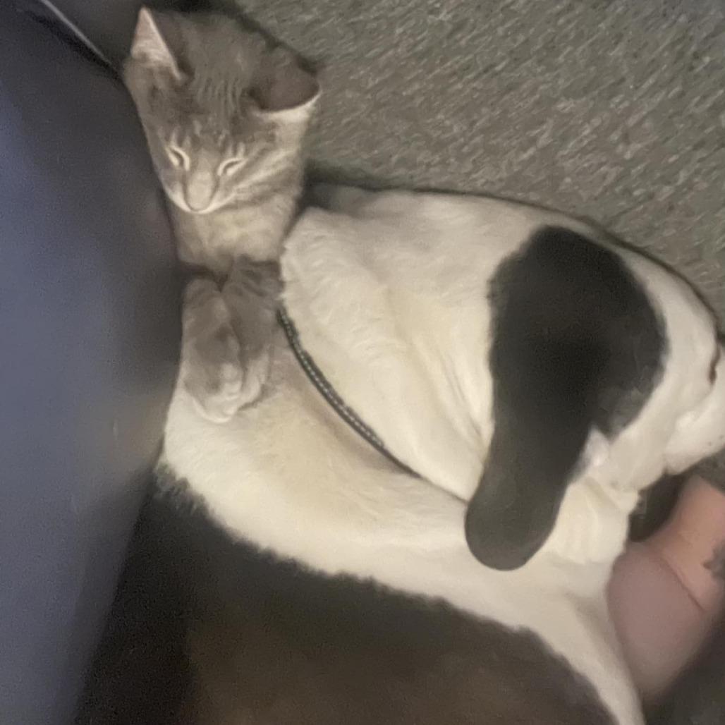 Enlarge Ramen, a Adoptable Domestic Short Hair in Danville, IL image 6/6