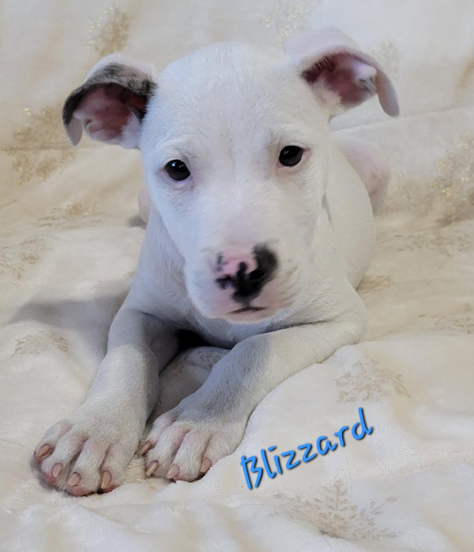 Enlarge Blizzard , an adopted mixed breed in Elwood, NJ image 1/5