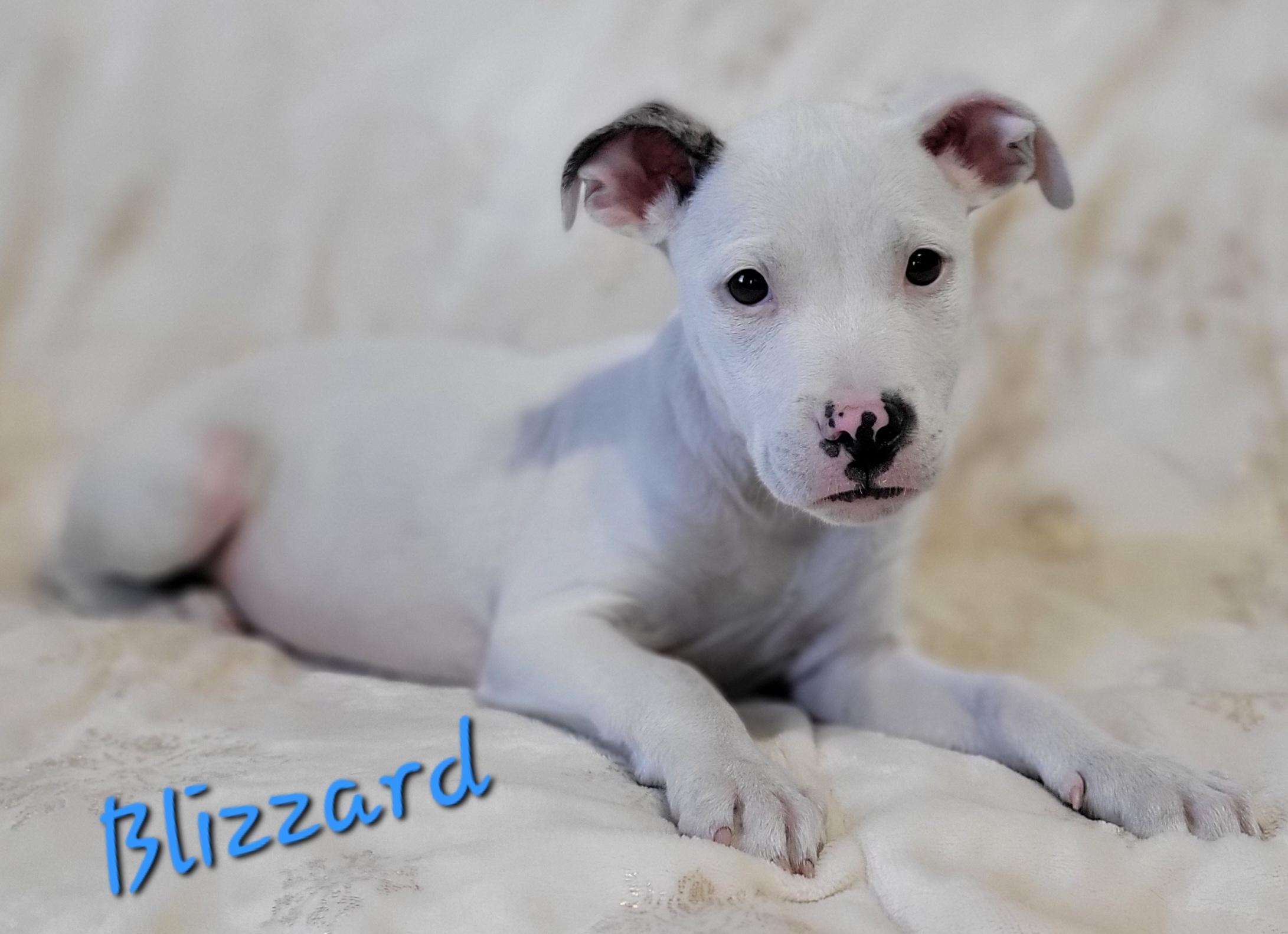 Enlarge Blizzard , an adopted mixed breed in Elwood, NJ image 4/5
