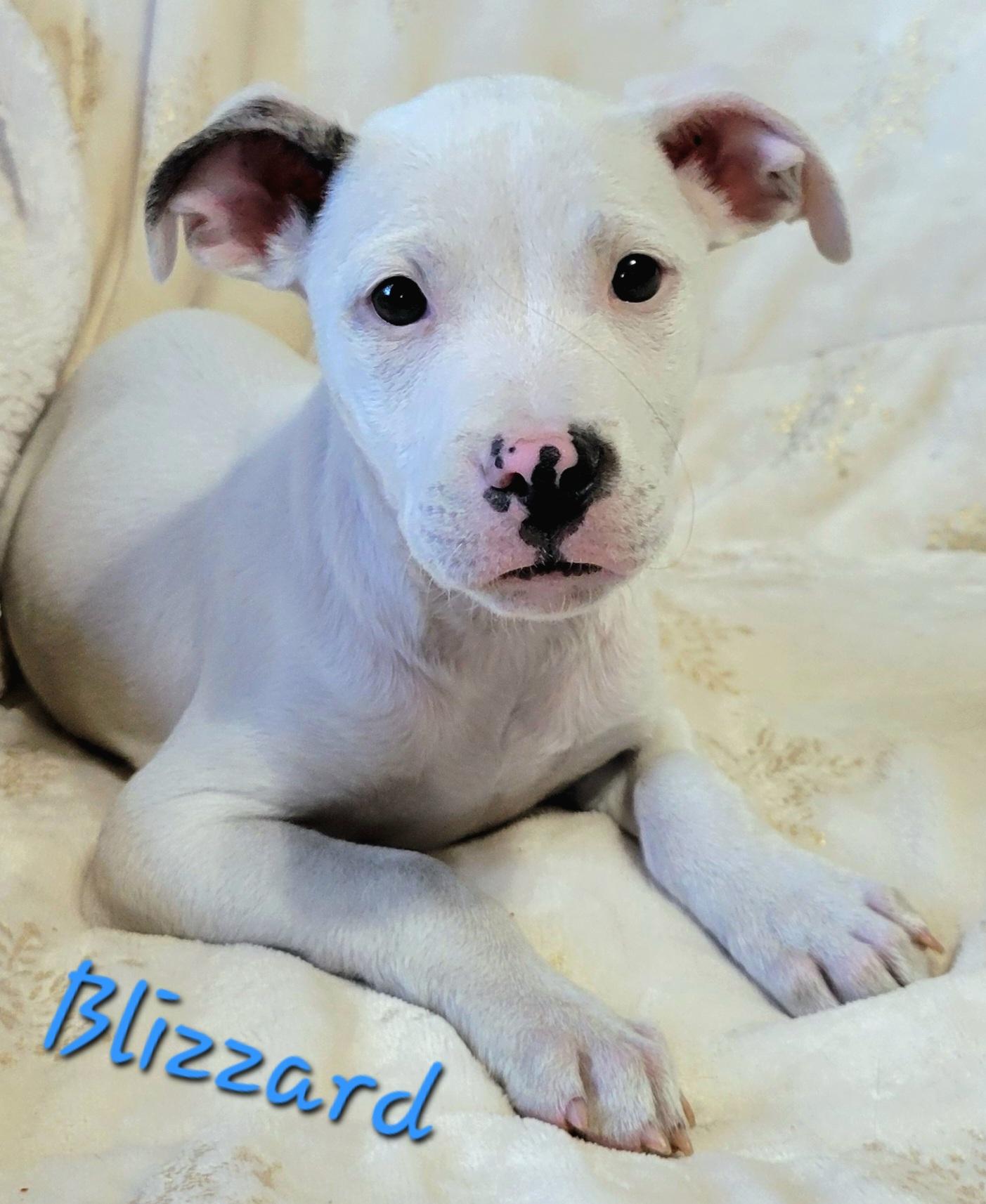 Enlarge Blizzard , an adopted mixed breed in Elwood, NJ image 2/5