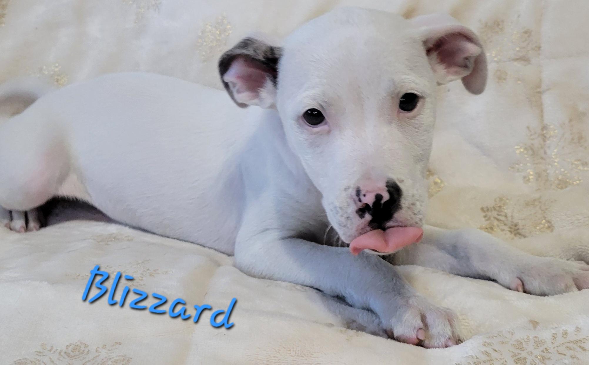 Enlarge Blizzard , an adopted mixed breed in Elwood, NJ image 5/5