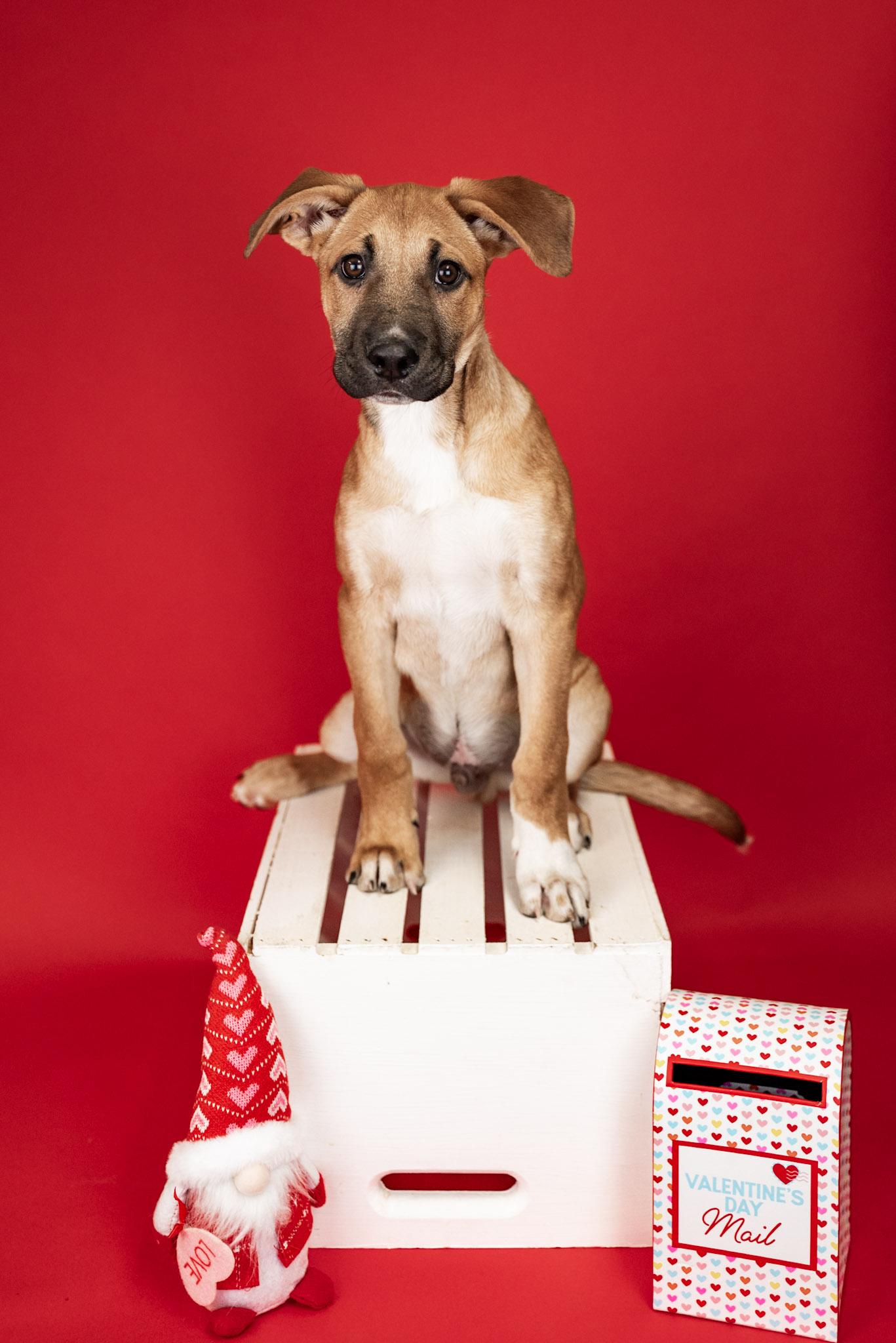 24-26 Charley, ADOPTABLE, Young Male Shepherd.