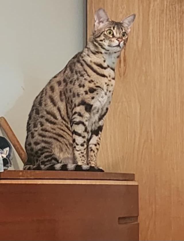 Prada, Adult Female Savannah