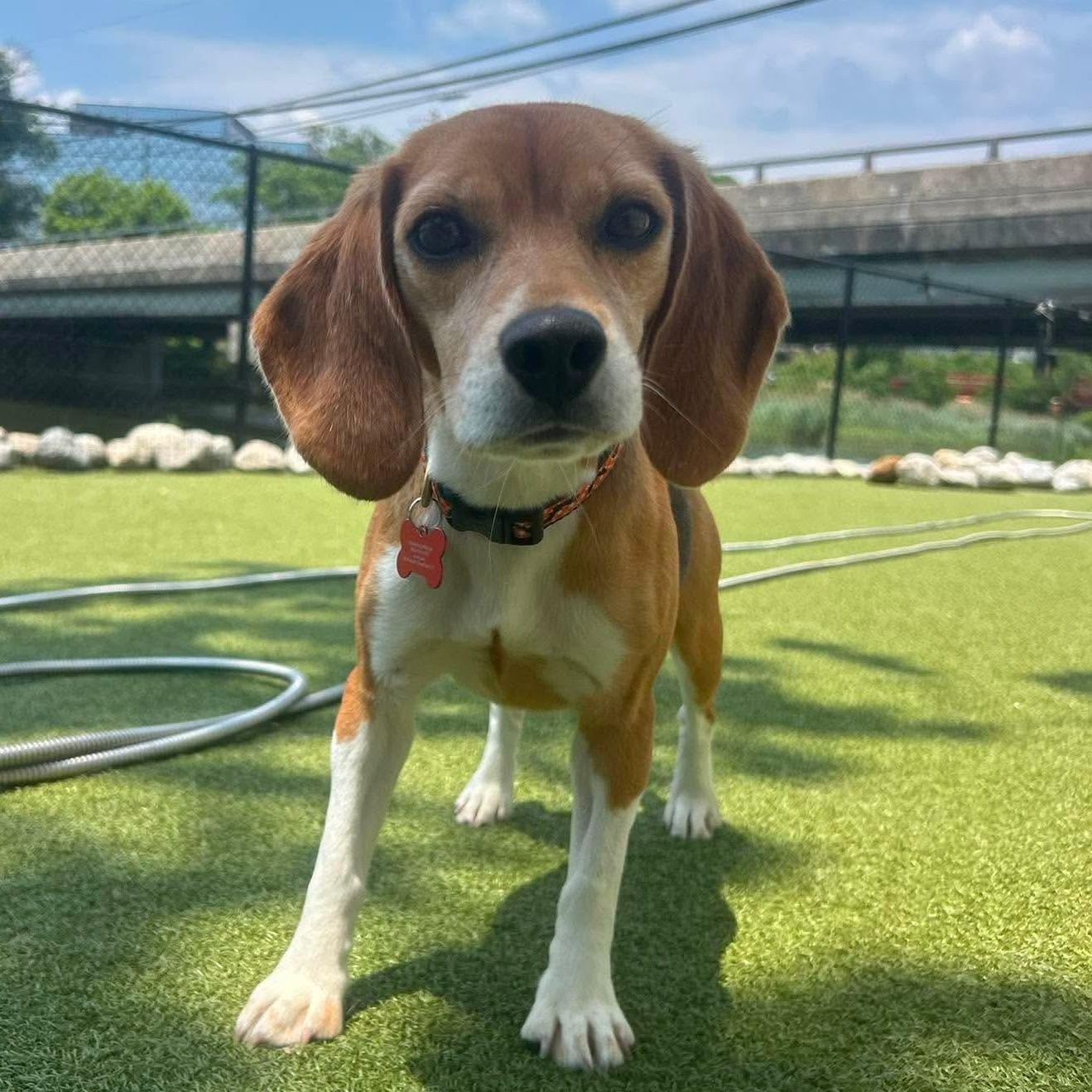 Kim Possible, a ADOPTABLE Beagle in Stamford, CT image 2/5