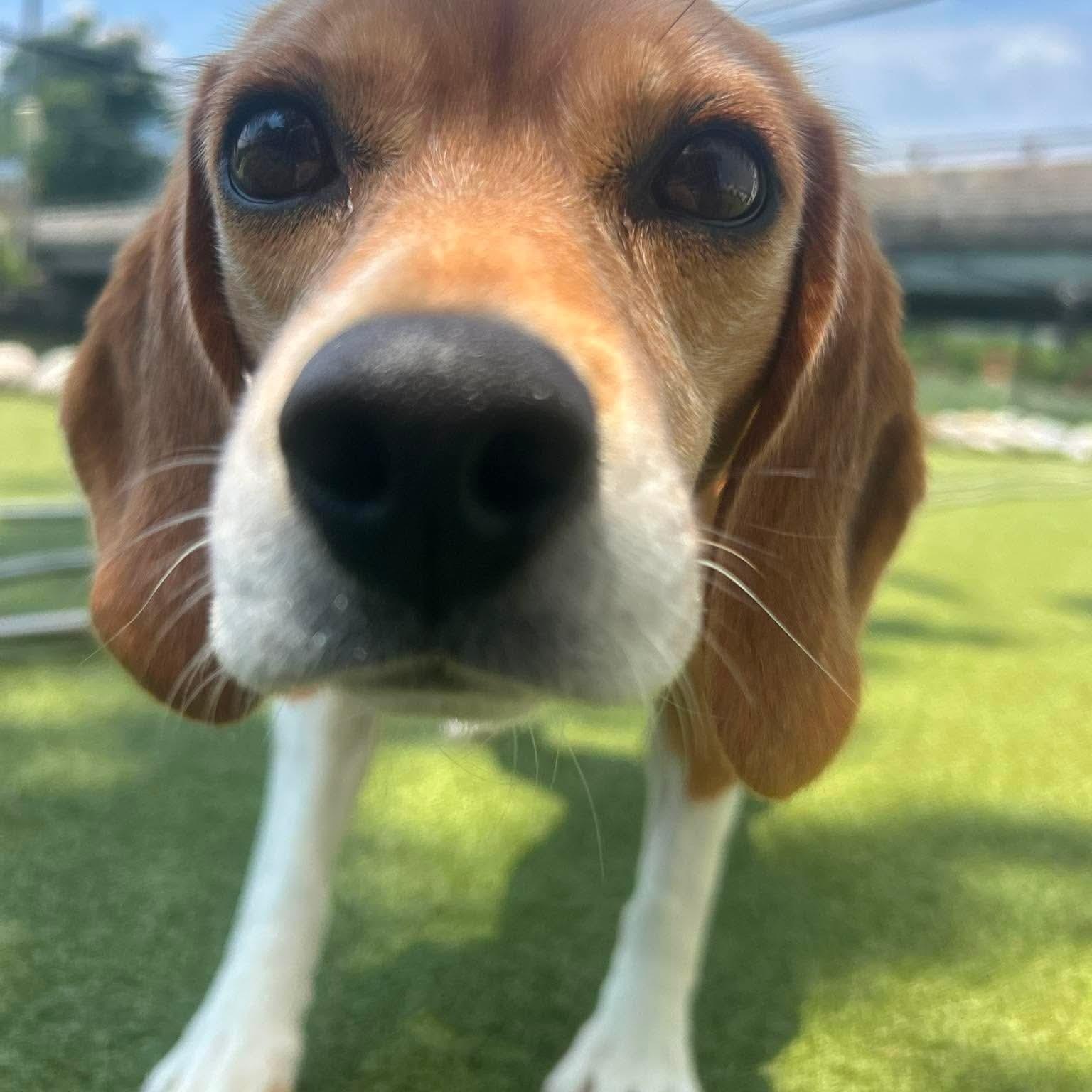 Kim Possible, a ADOPTABLE Beagle in Stamford, CT image 5/5
