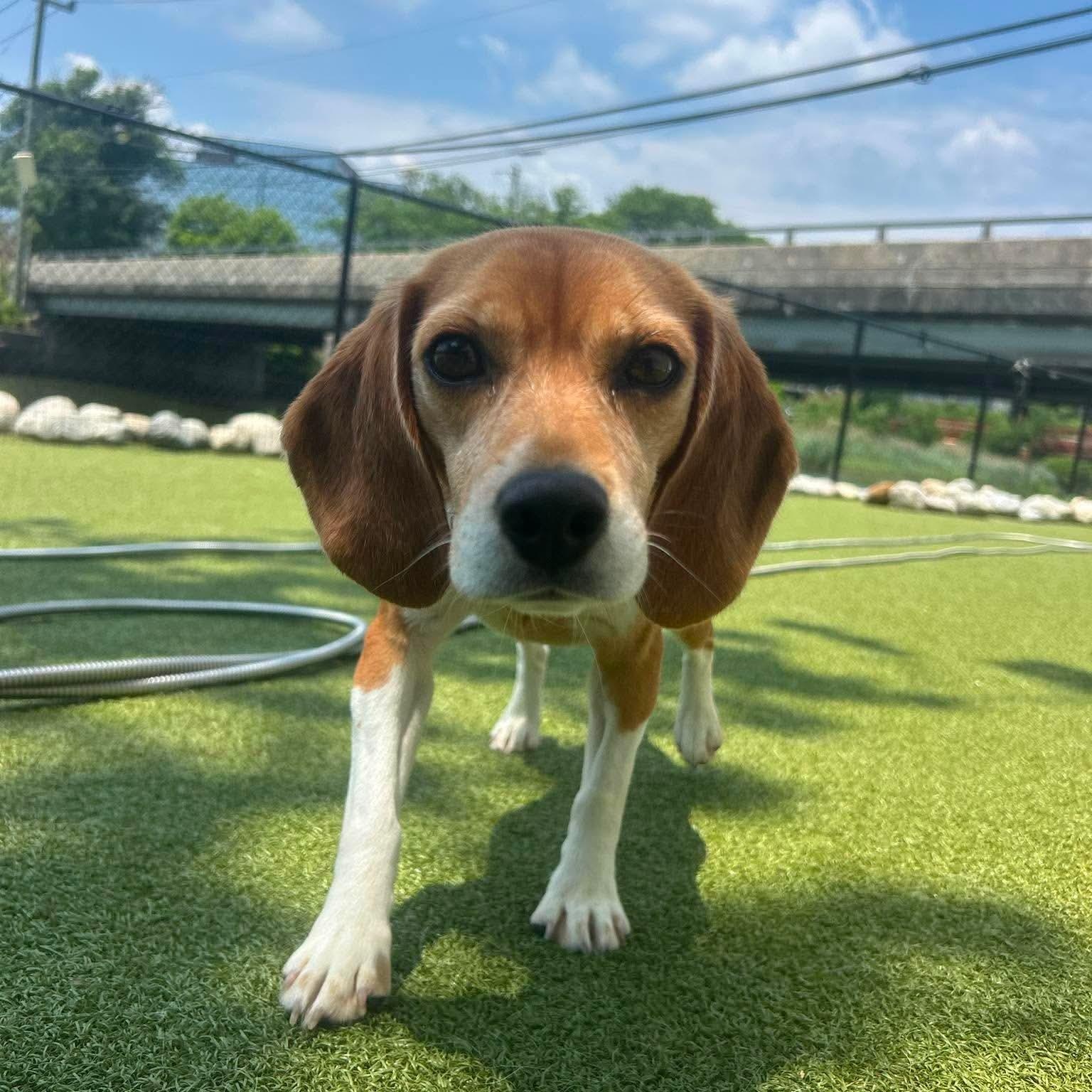 Kim Possible, a ADOPTABLE Beagle in Stamford, CT image 4/5