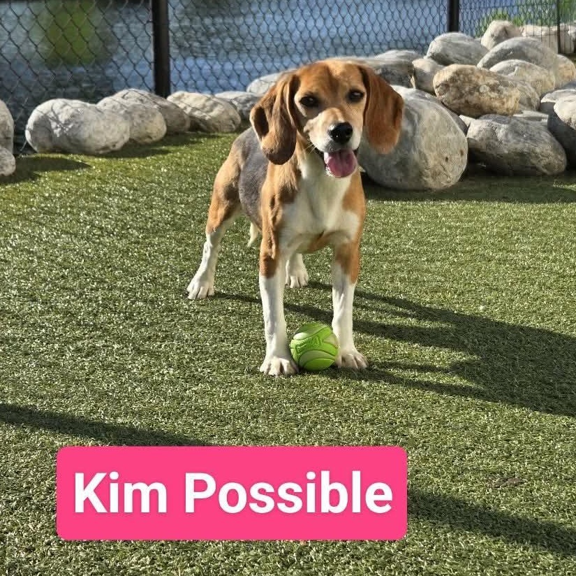 Kim Possible, ADOPTABLE, Young Female Beagle.