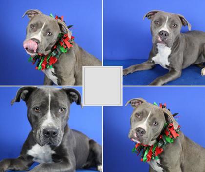 Reese, Adoptable, Adult Female Pit Bull Terrier & Mixed Breed.