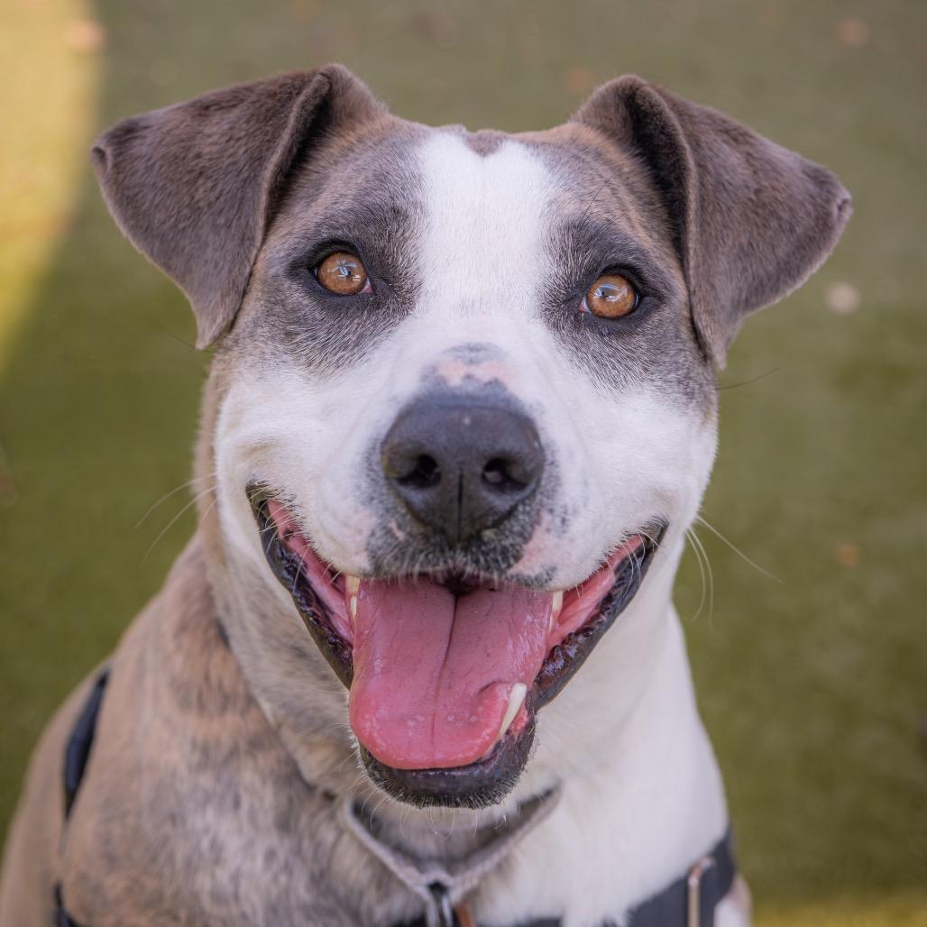 Enlarge Luna, a Adoptable mixed breed in Albuquerque, NM image 5/6
