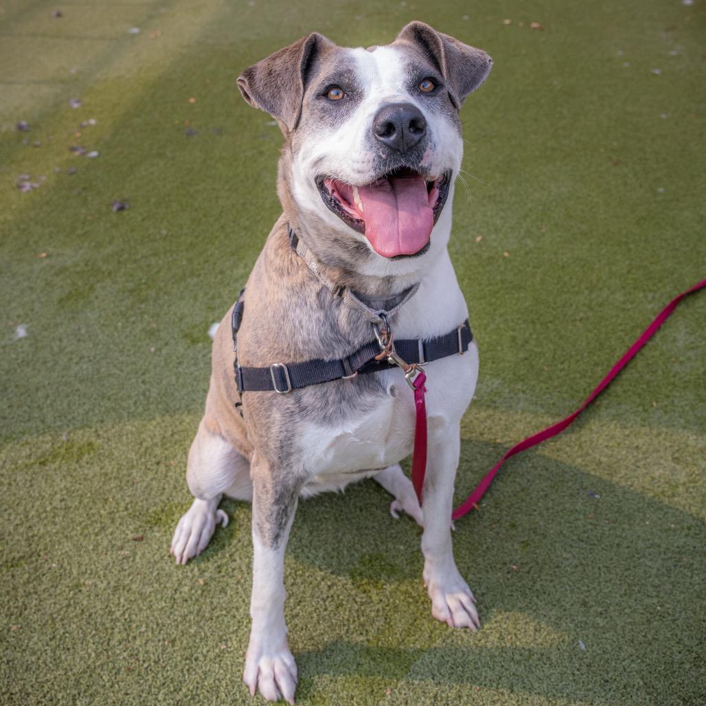 Enlarge Loona, a Adoptable mixed breed in Albuquerque, NM image 5/6