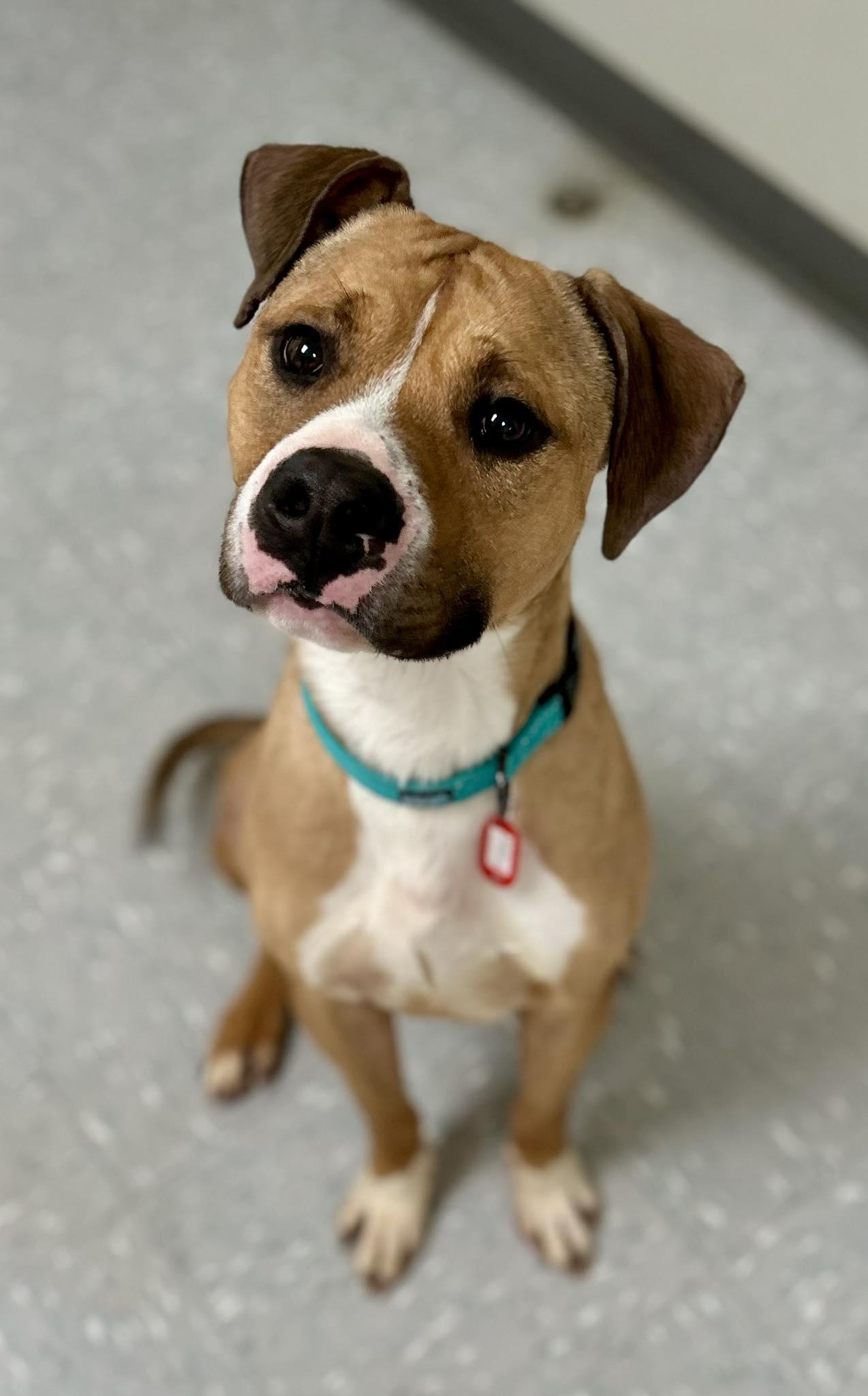 Kramer, ADOPTABLE, Adult Male Pit Bull Terrier & Boxer.