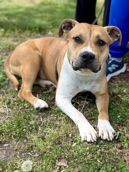Enlarge Harper, a Adoptable mixed breed in King William, VA image 1/3
