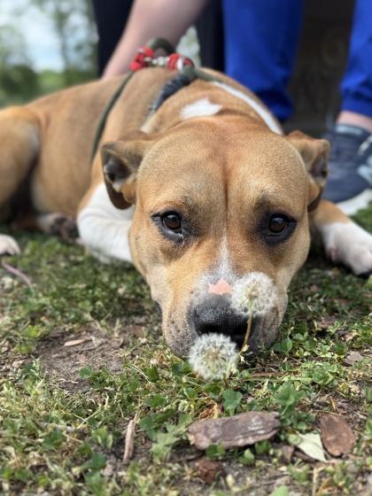 Enlarge Harper, a Adoptable mixed breed in King William, VA image 2/3