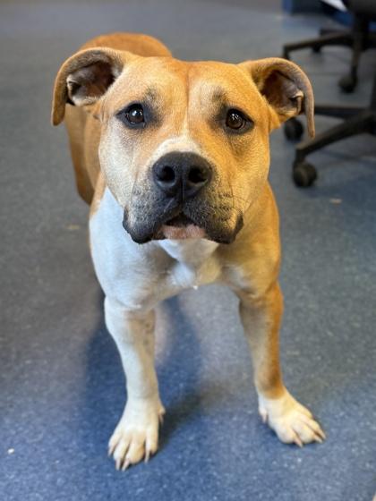 Enlarge Harper, a Adoptable mixed breed in King William, VA image 3/3