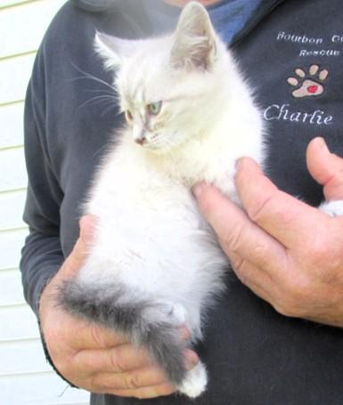 Enlarge Jack & Jill, an adopted Siamese in Frederick, MD image 2/5