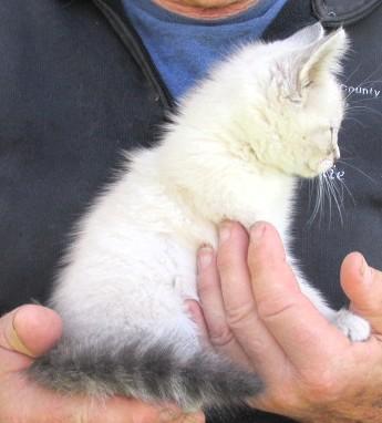 Enlarge Jack & Jill, an adopted Siamese in Frederick, MD image 3/5