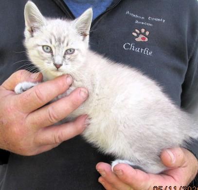 Enlarge Jack & Jill, an adopted Siamese in Frederick, MD image 4/5