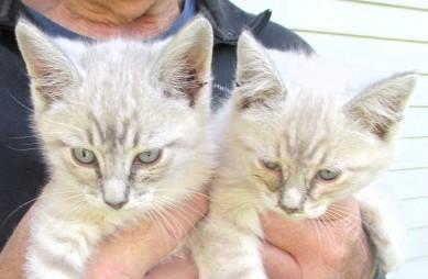 Jack & Jill, adopted, Kitten Male Siamese.