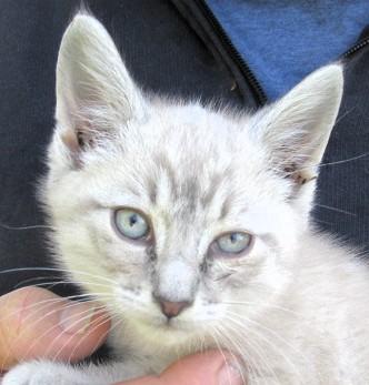 Enlarge Jack & Jill, an adopted Siamese in Frederick, MD image 5/5