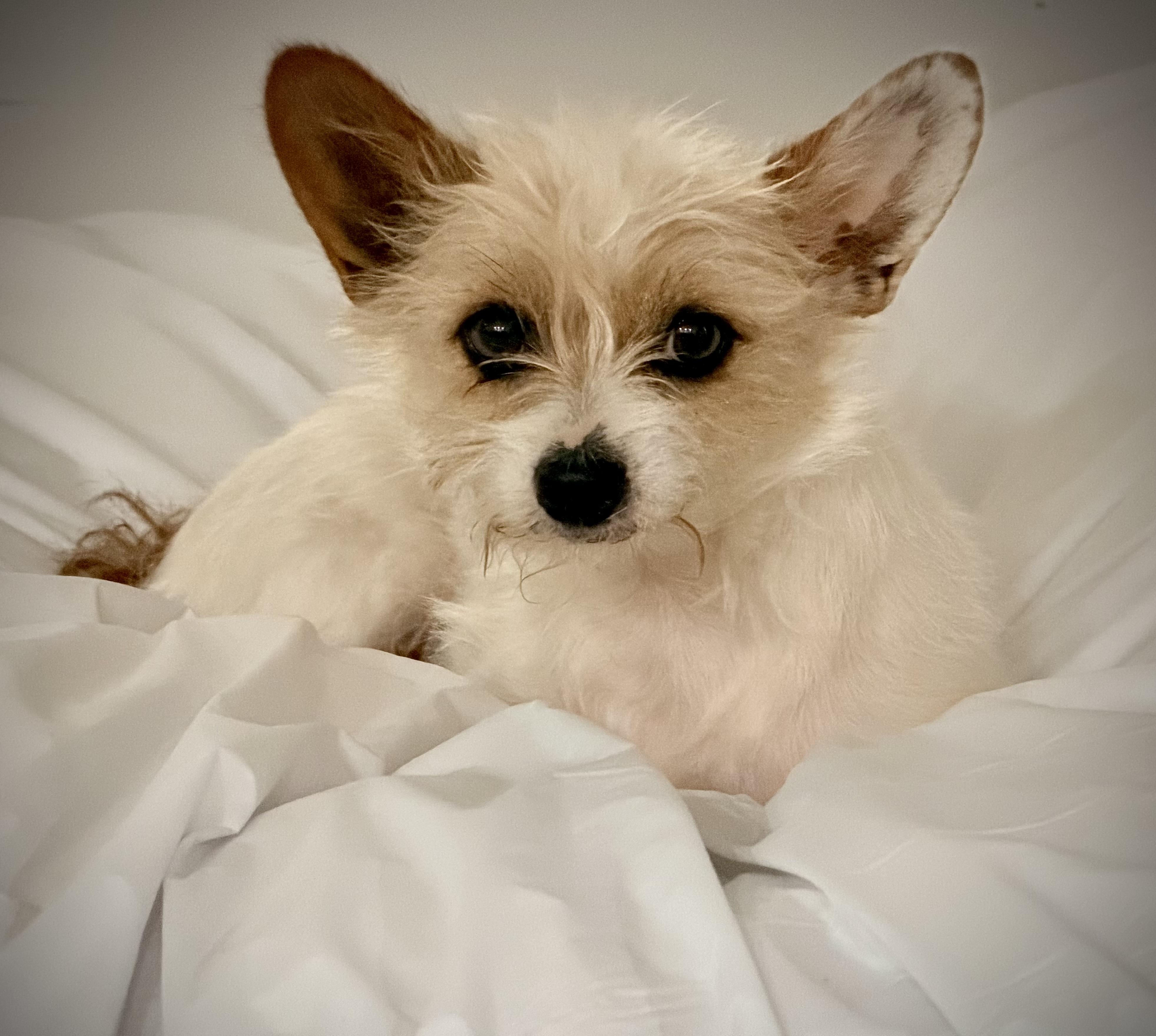 Gatsby, Adoptable, Adult Male Rat Terrier & Maltese.