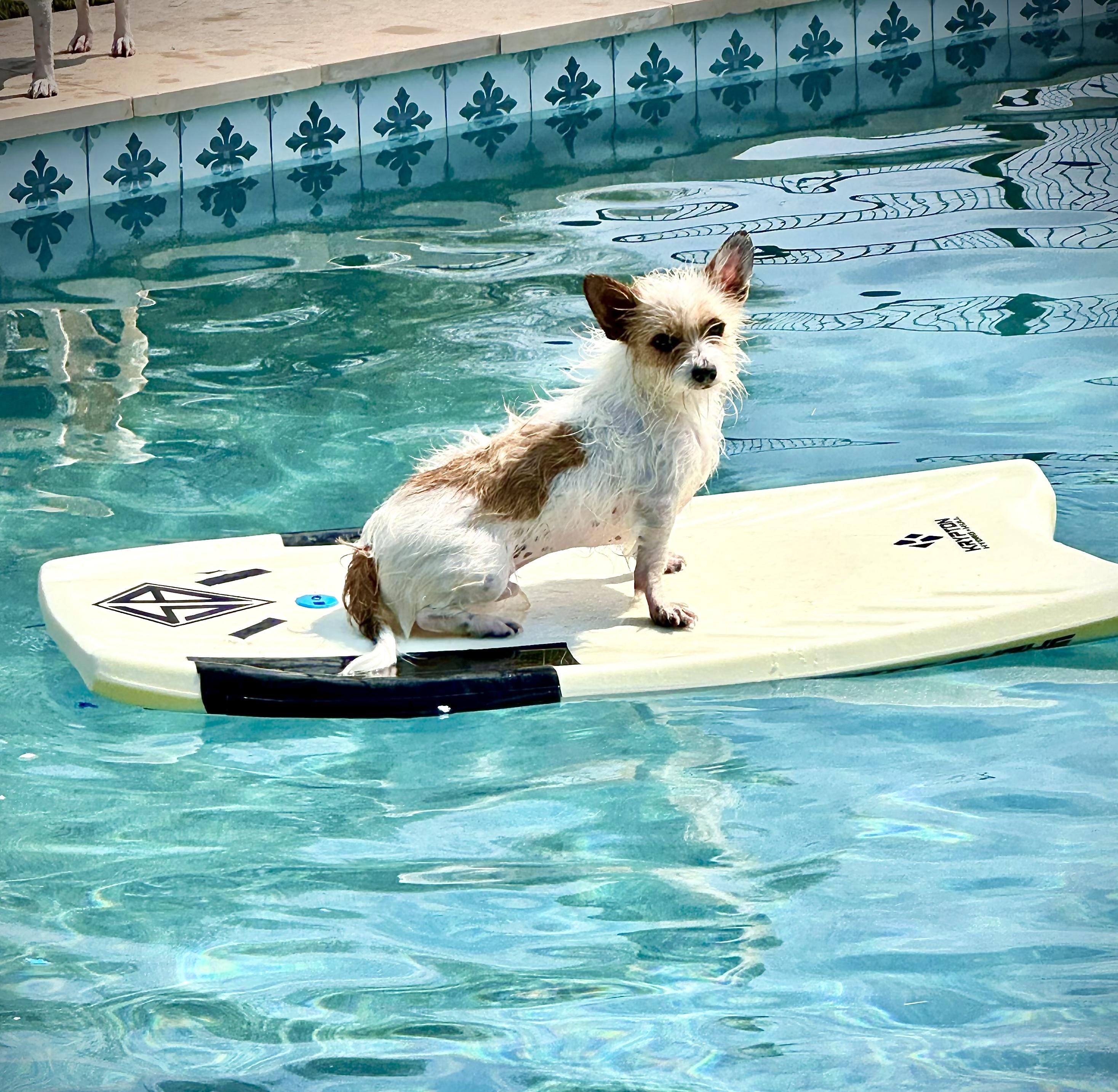 Enlarge Gatsby, a Adoptable mixed breed in Scottsdale, AZ image 5/5