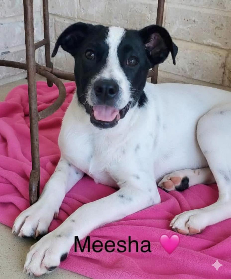 Enlarge Meesha, a Adoptable mixed breed in Rockwall, TX image 5/6