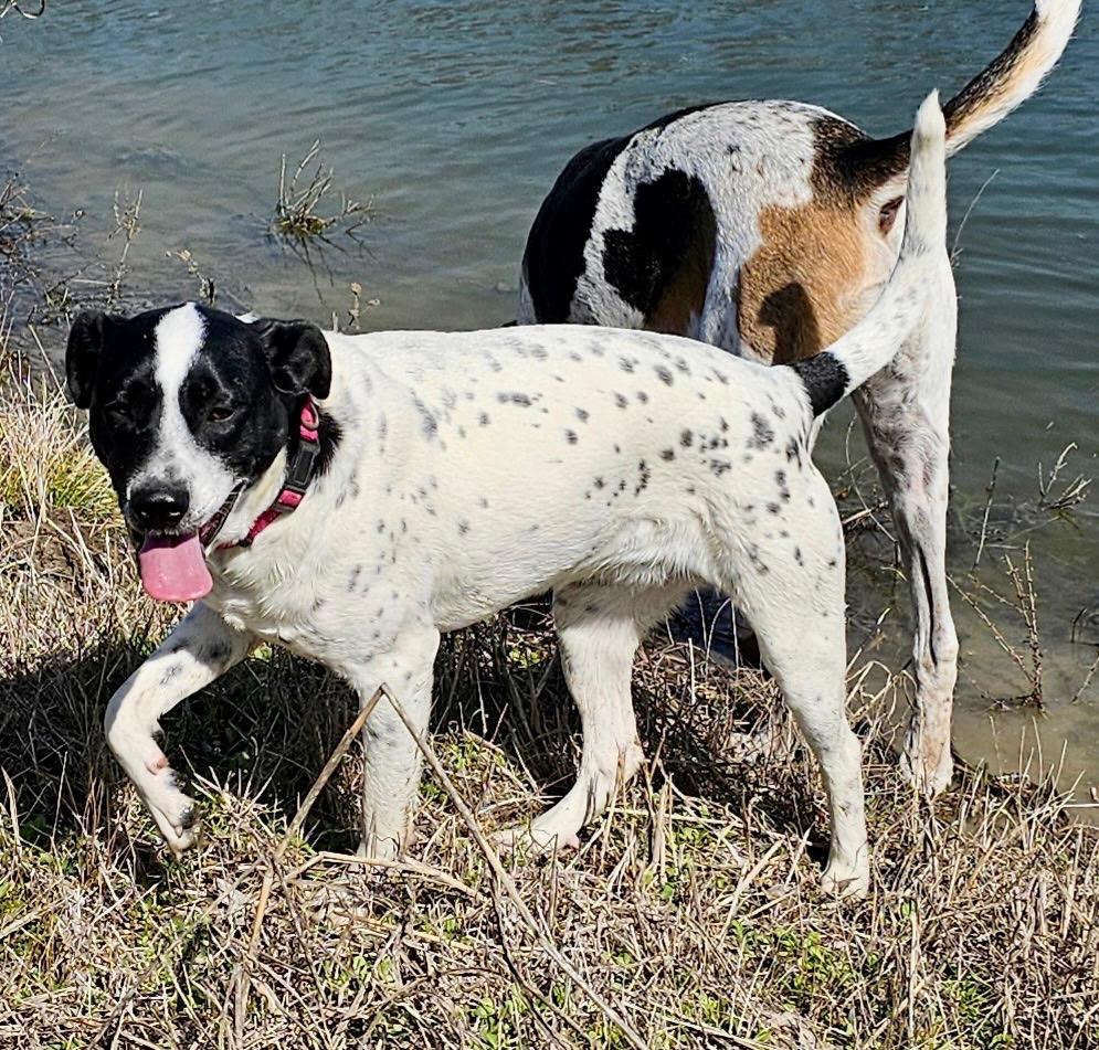 Enlarge Meesha, a Adoptable mixed breed in Rockwall, TX image 3/6