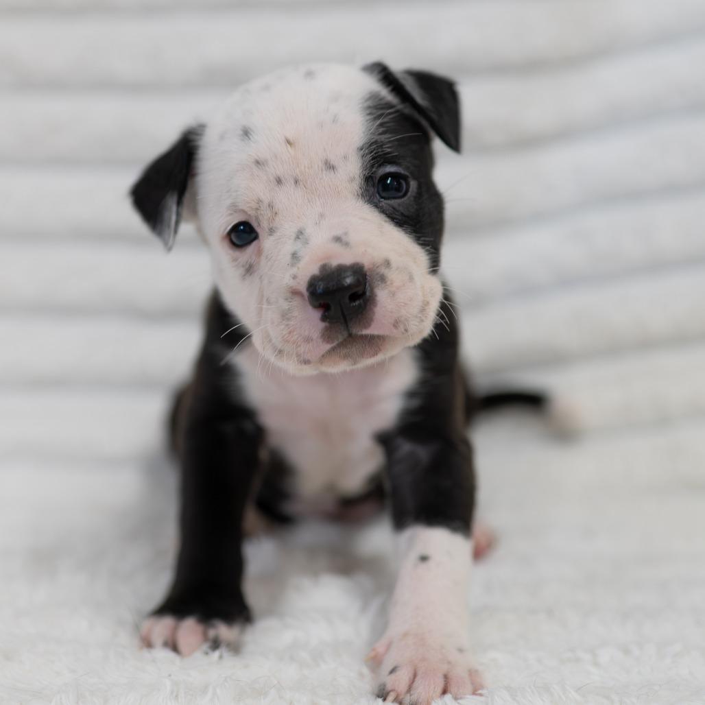 Enlarge Vira, a Adoptable mixed breed in Fulton, MO image 3/5