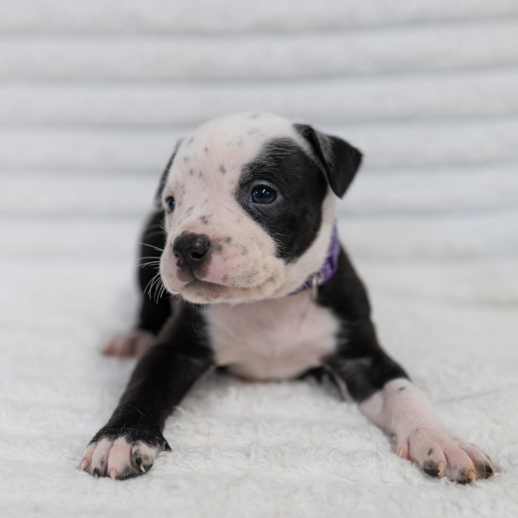 Enlarge Vira, a Adoptable mixed breed in Fulton, MO image 5/5