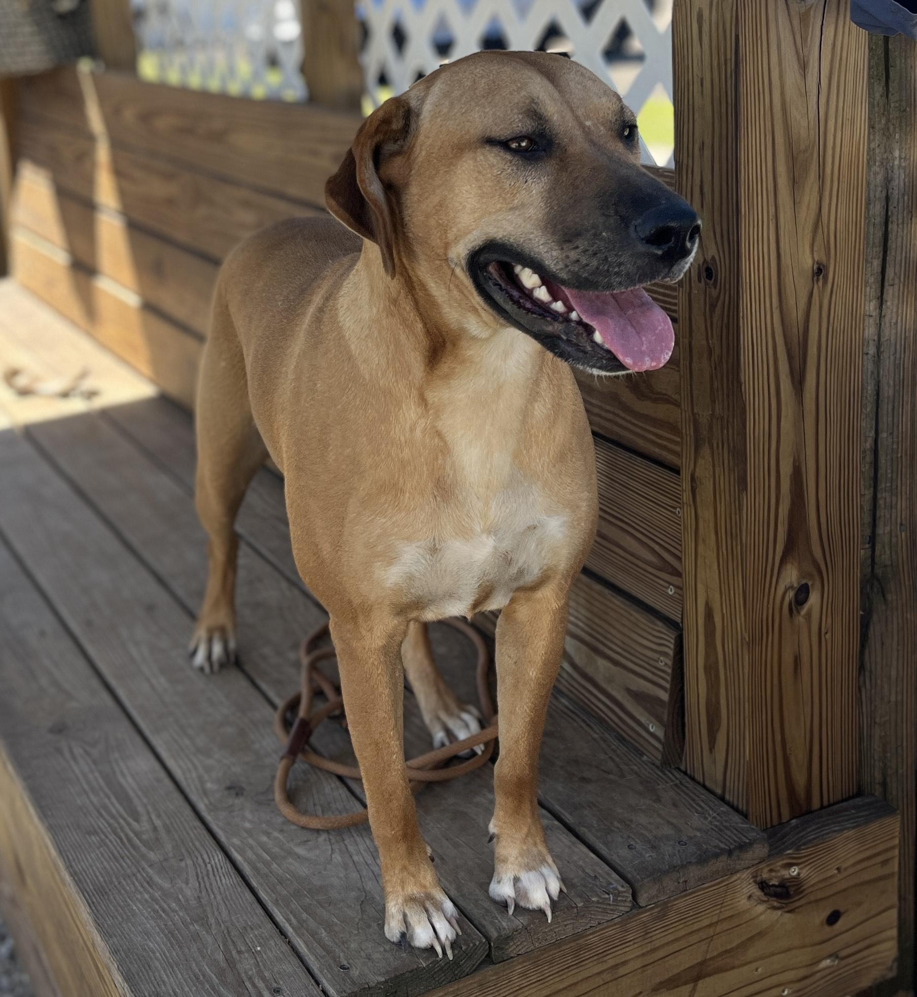 Darla, a Adoptable Mixed Breed in Port Saint Joe, FL image 1/3
